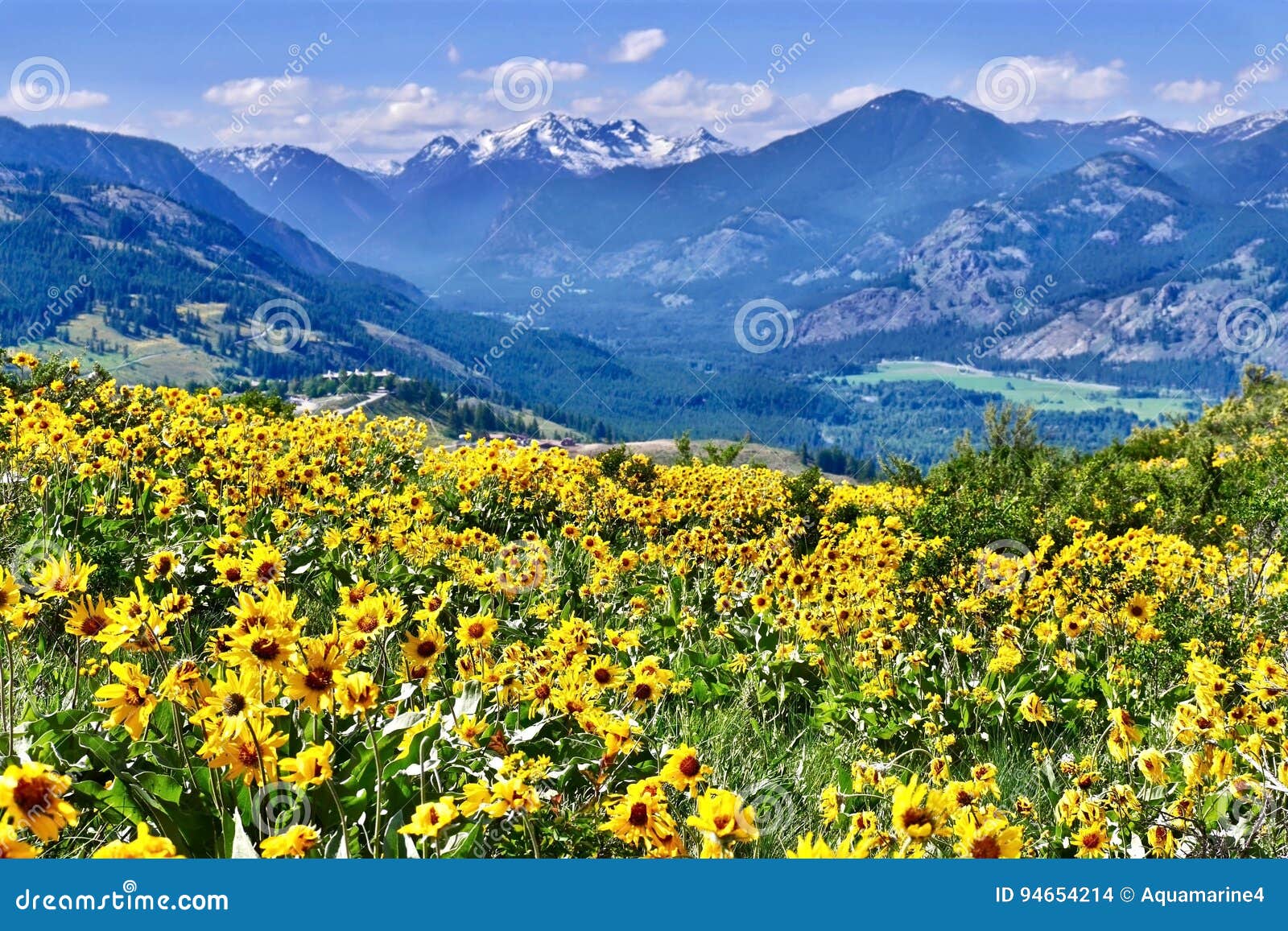 arnica in alpine meadows.