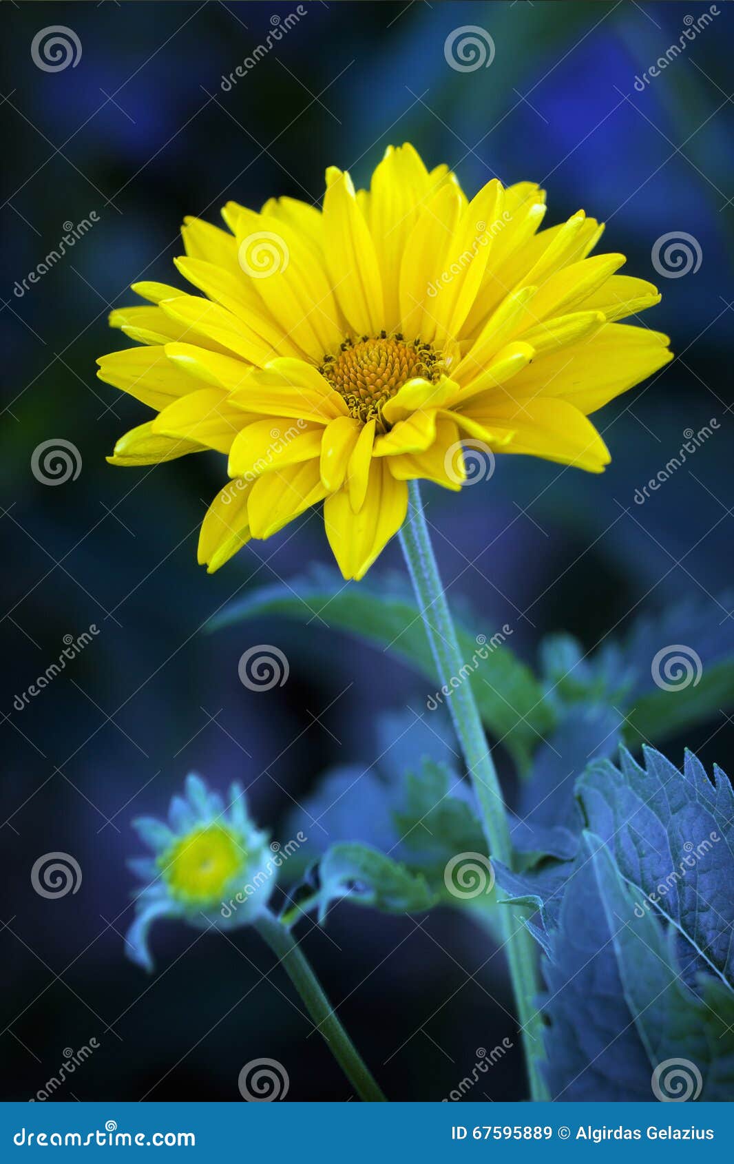 arnica blossoms