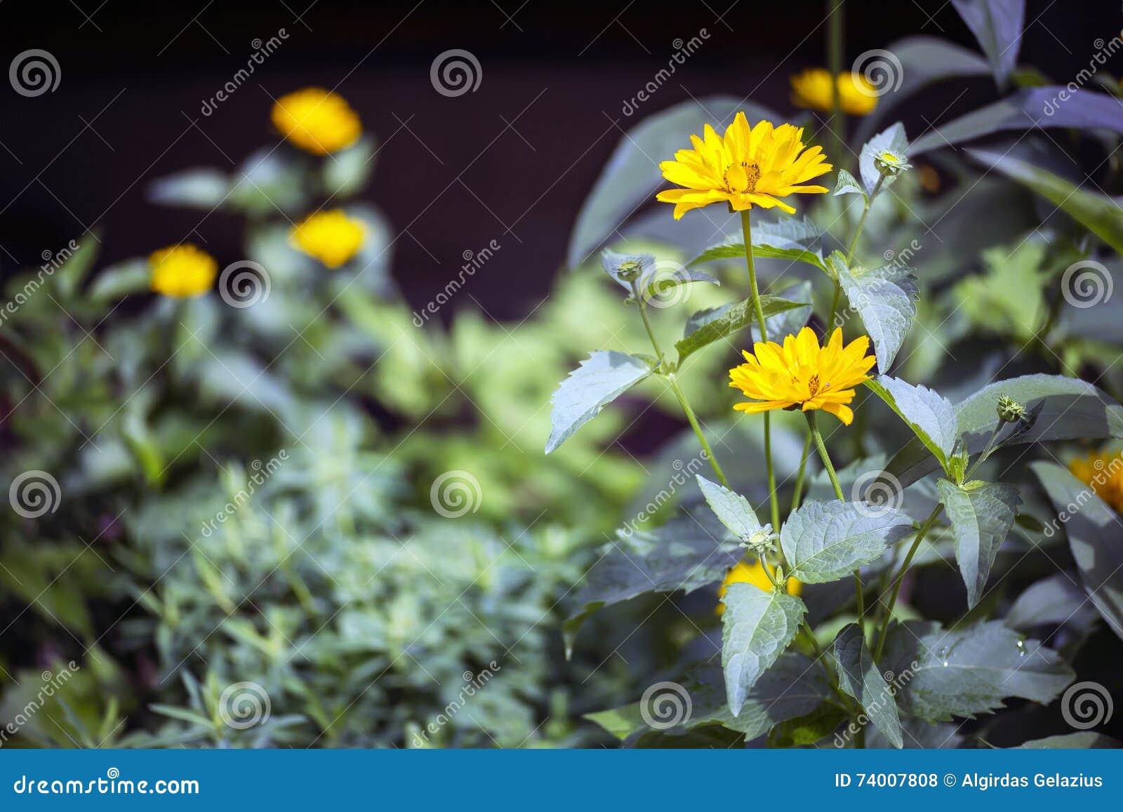 arnica blossoms