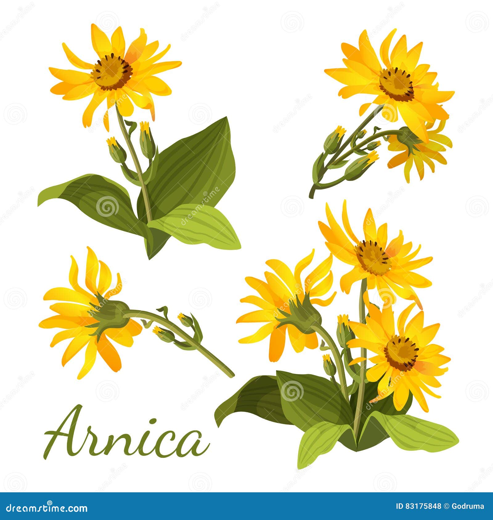 arnica floral composition. set of flowers with leaves, buds and branches.