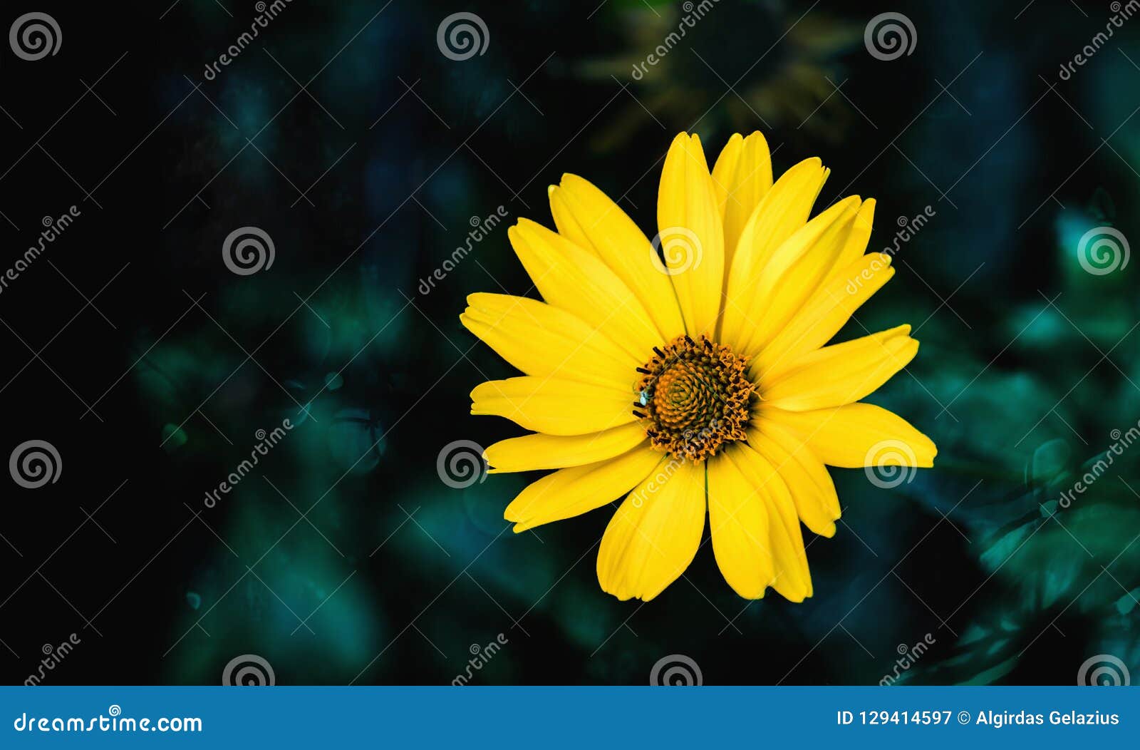 arnica flower blossom on a dark green background