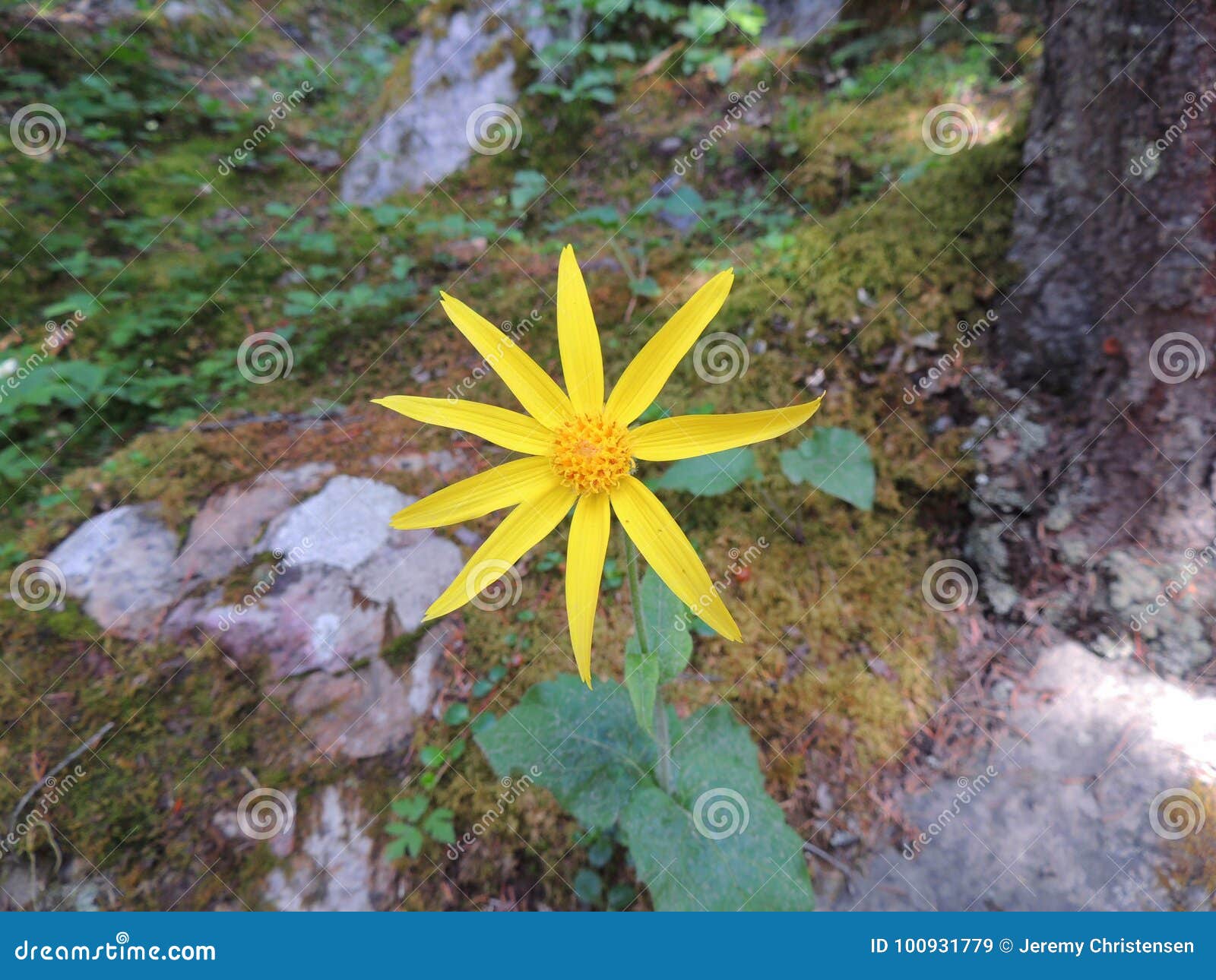 arnica flower, heartleaf, close up macro in banff national park, canada