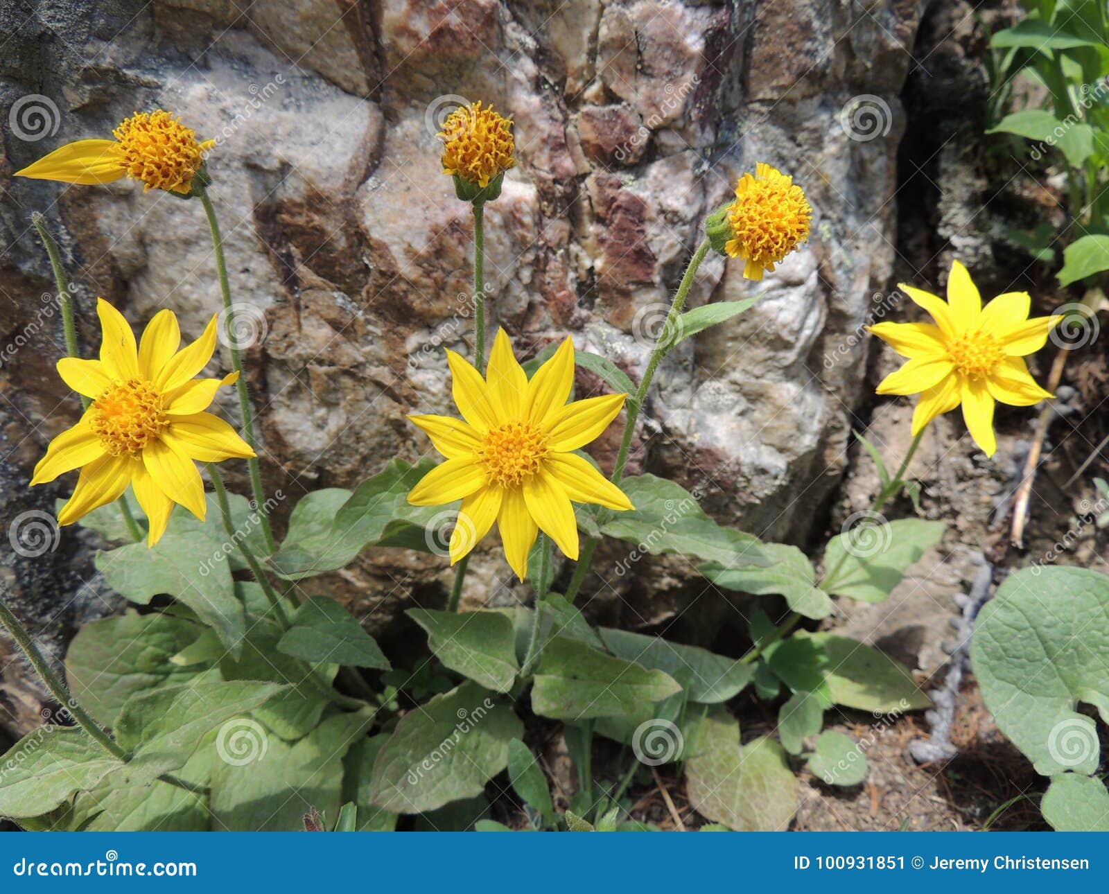 arnica flower, heartleaf, close up macro in banff national park, canada