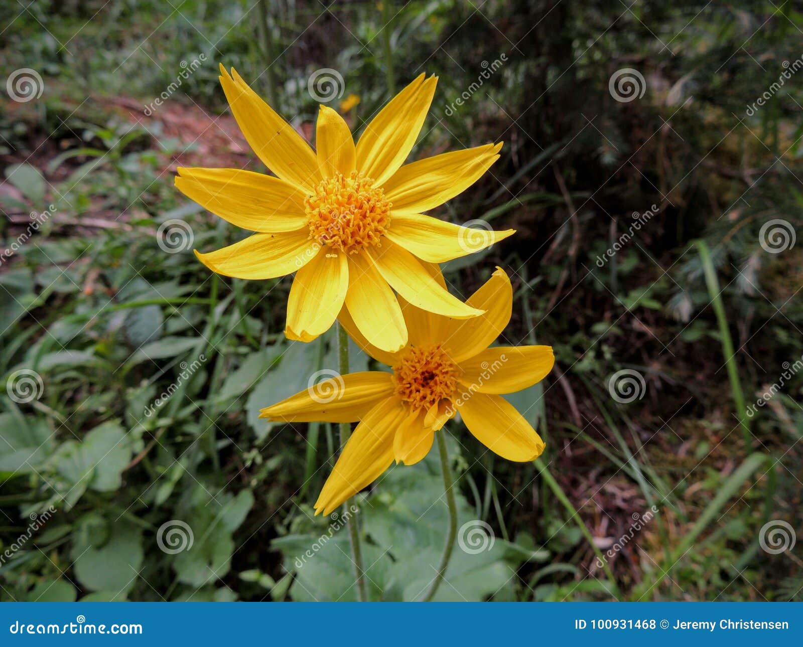arnica flower, heartleaf, close up macro in banff national park, canada