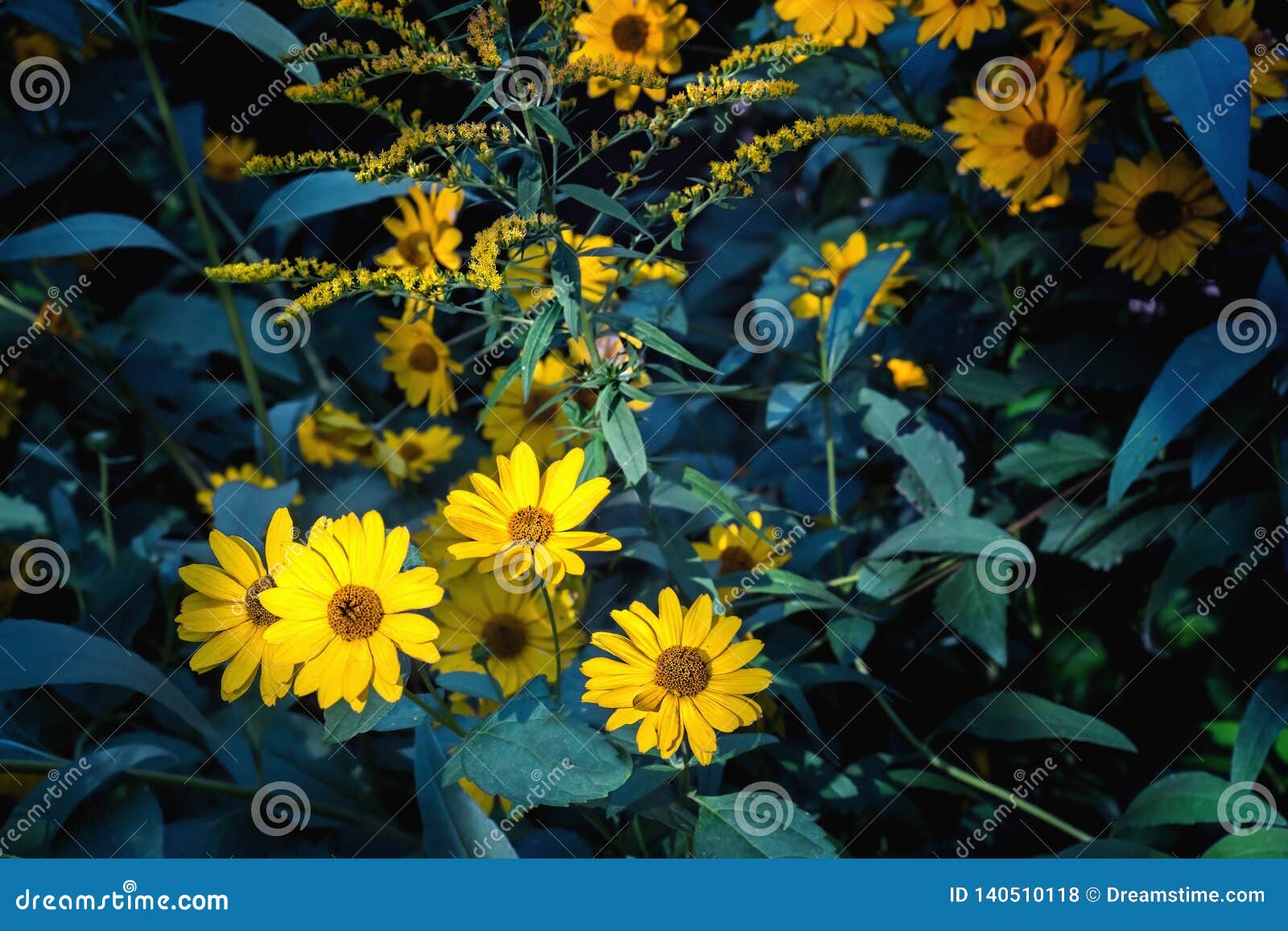 arnica flowers blossoms in autumn