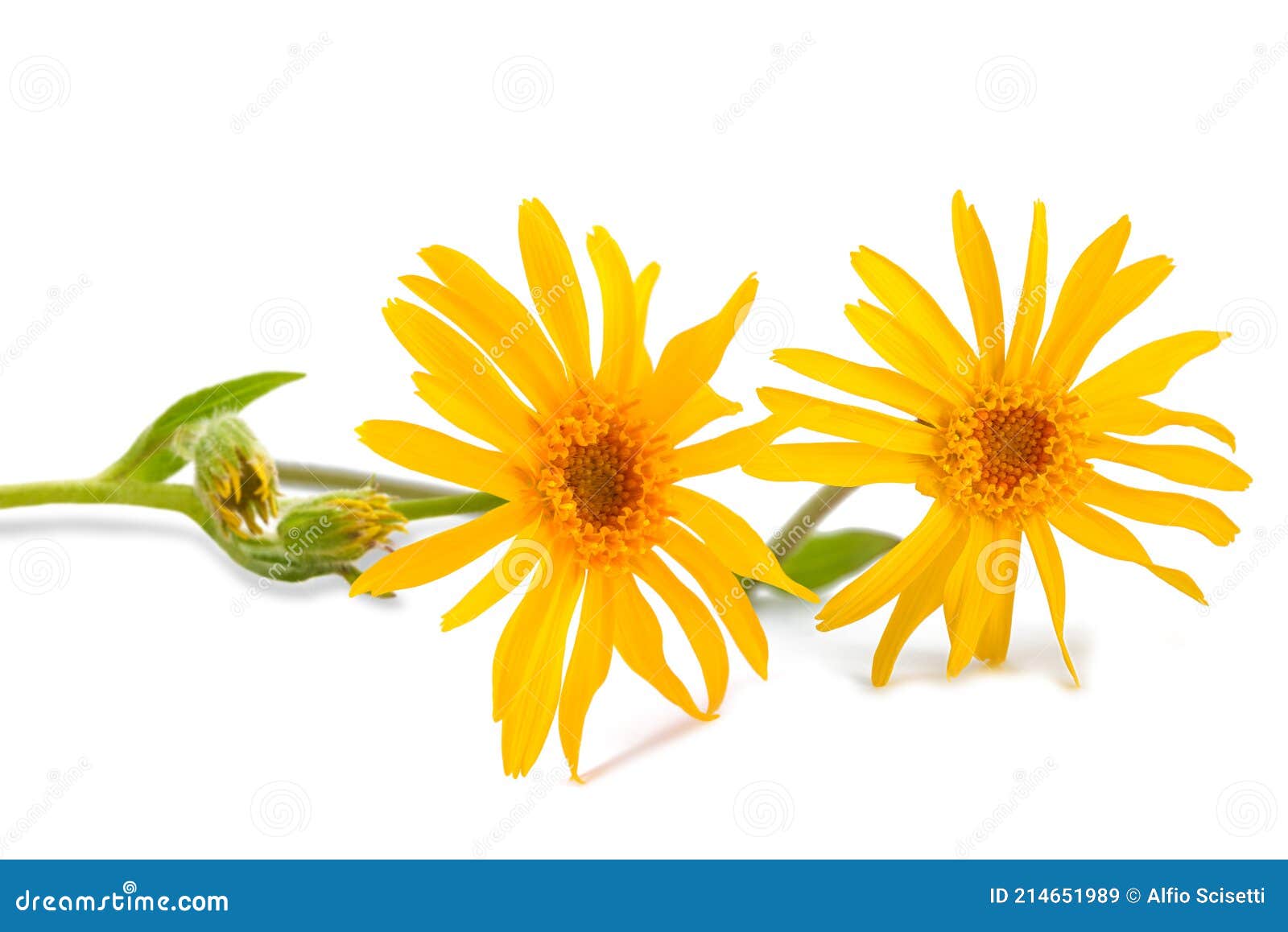 arnica montana flowers