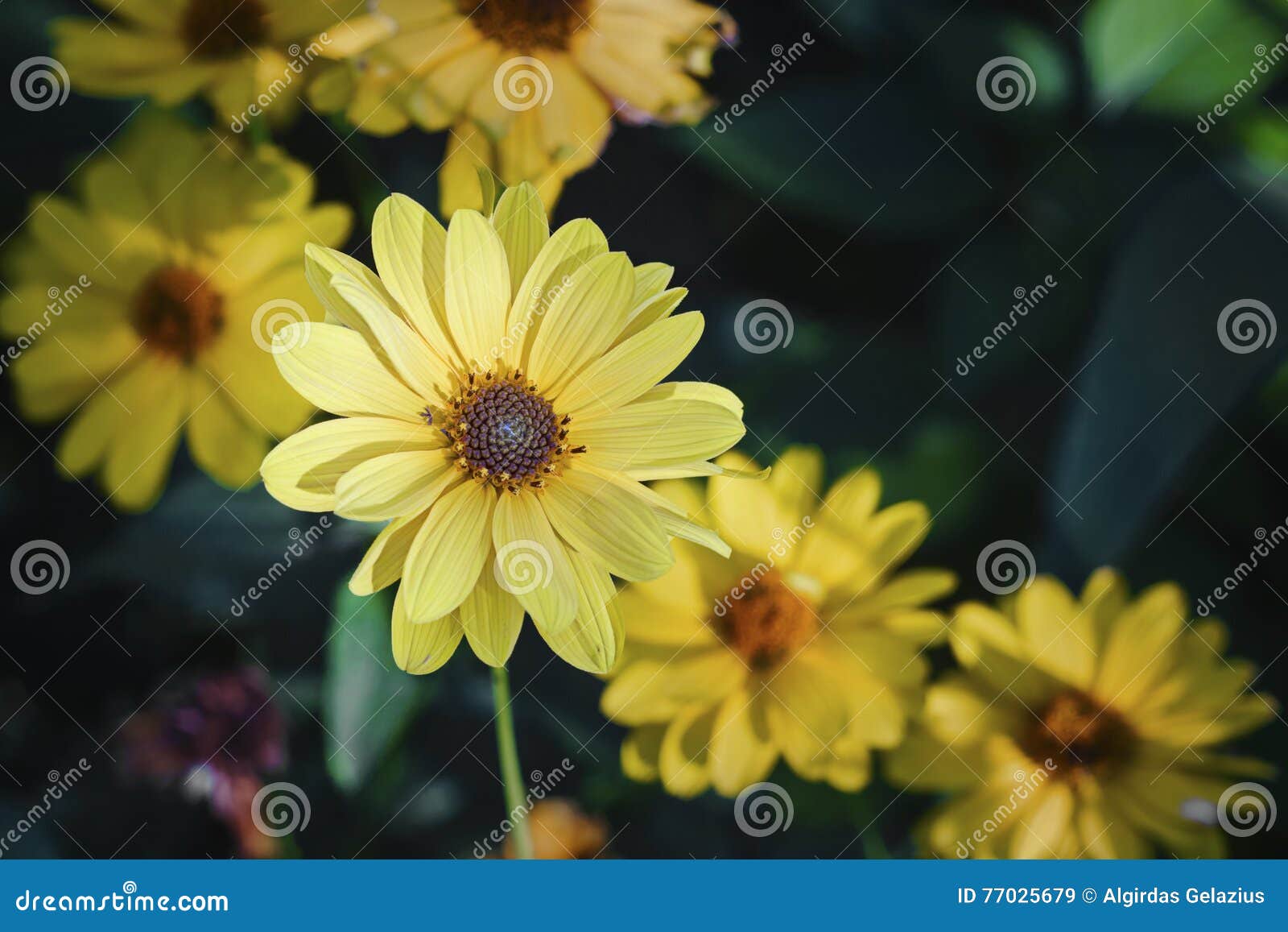 arnica herb blossoms