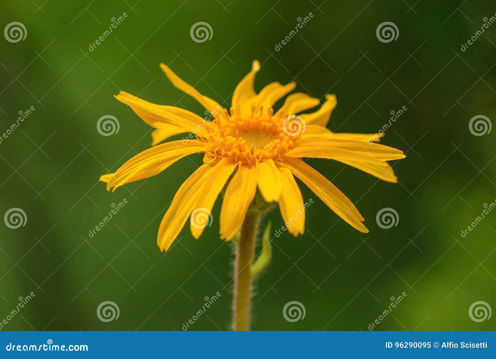 arnica montana flower