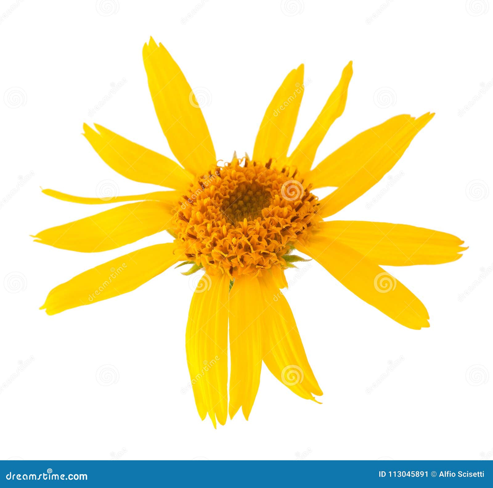 arnica montana flower