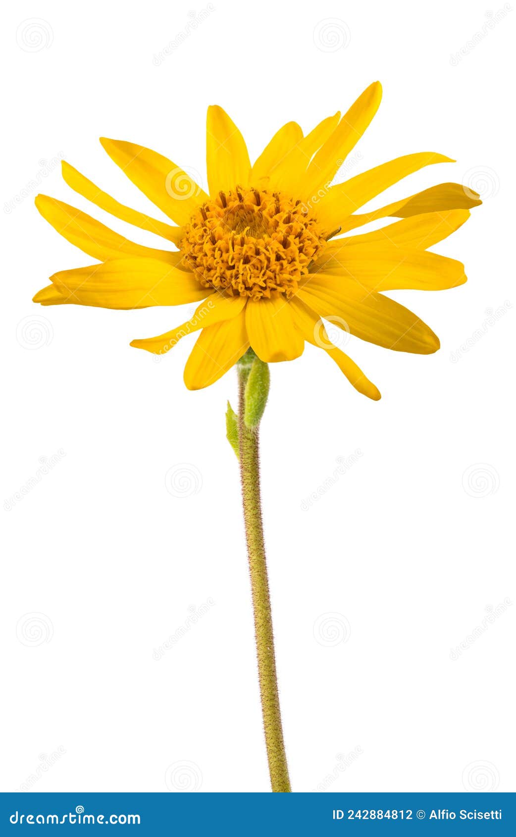 arnica montana flower