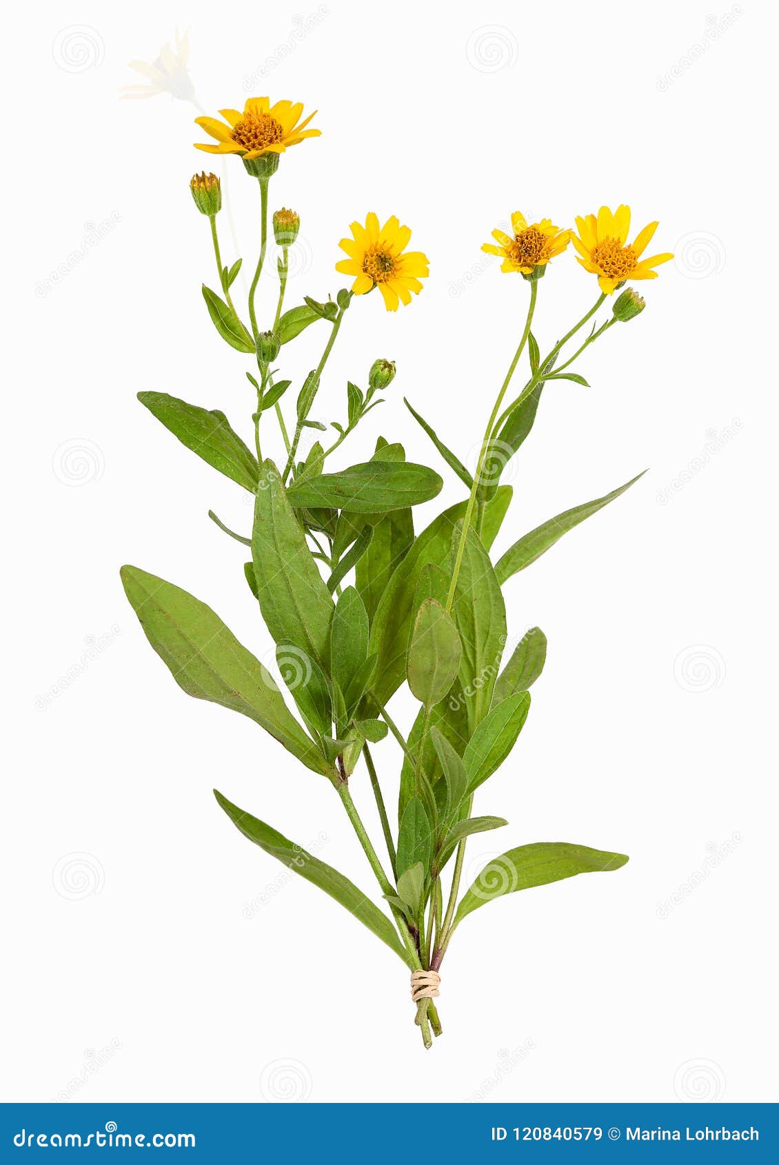 arnica montana plant, 