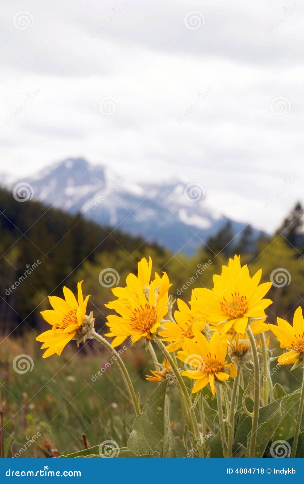 arnica wild flower