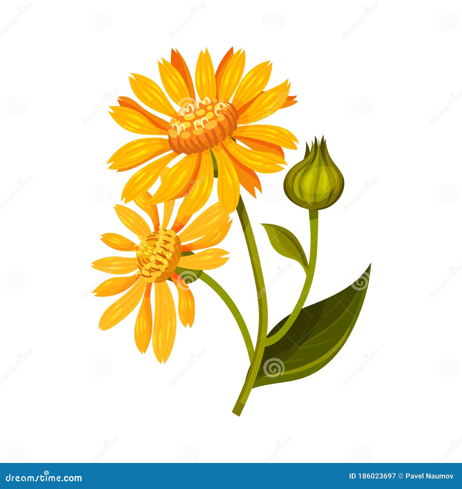 arnica yellow or orange flower head with long ray florets on green stem  