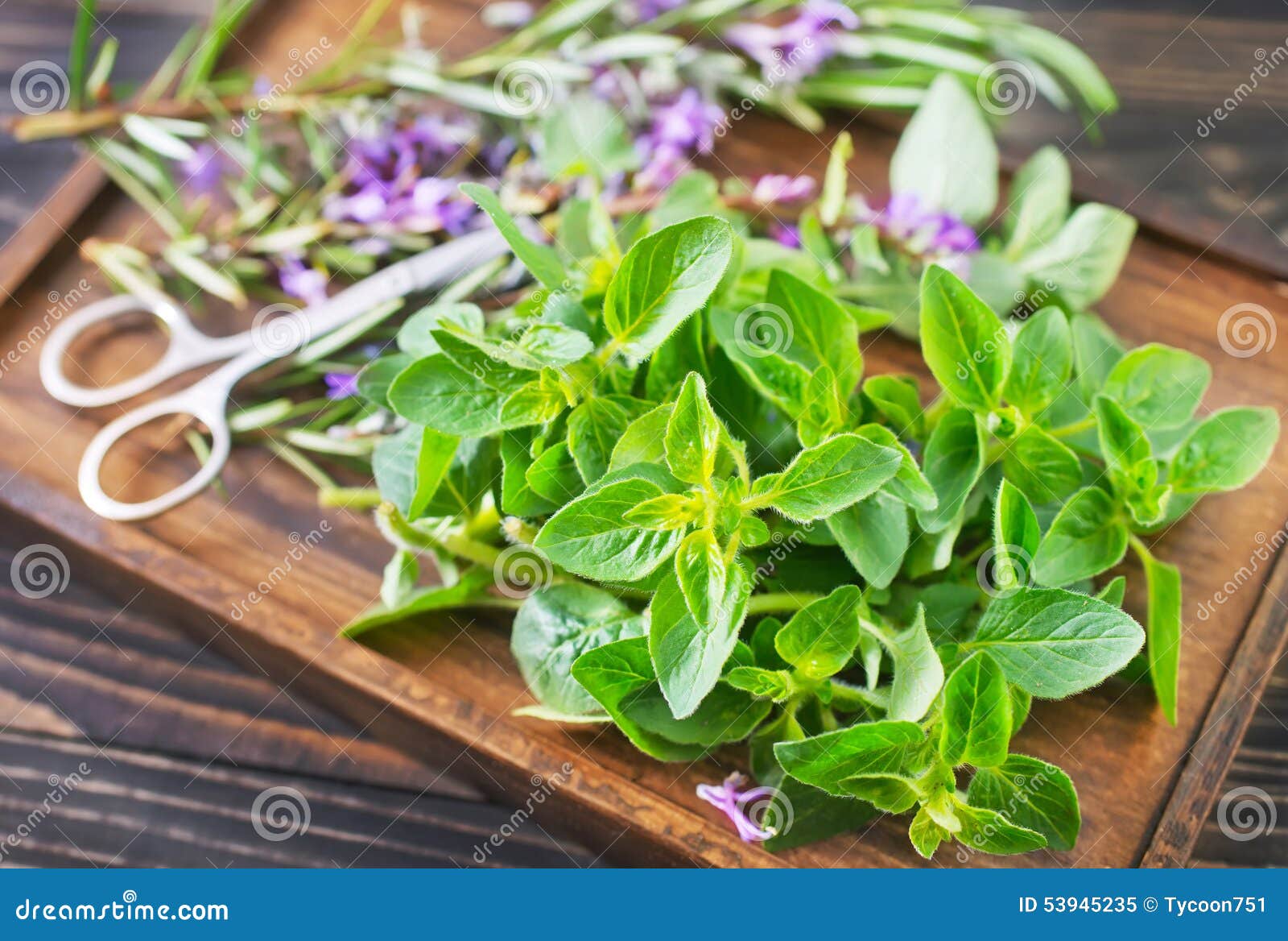 Aroma herbs stock image. Image of grass, bloom, flavoring 53945235