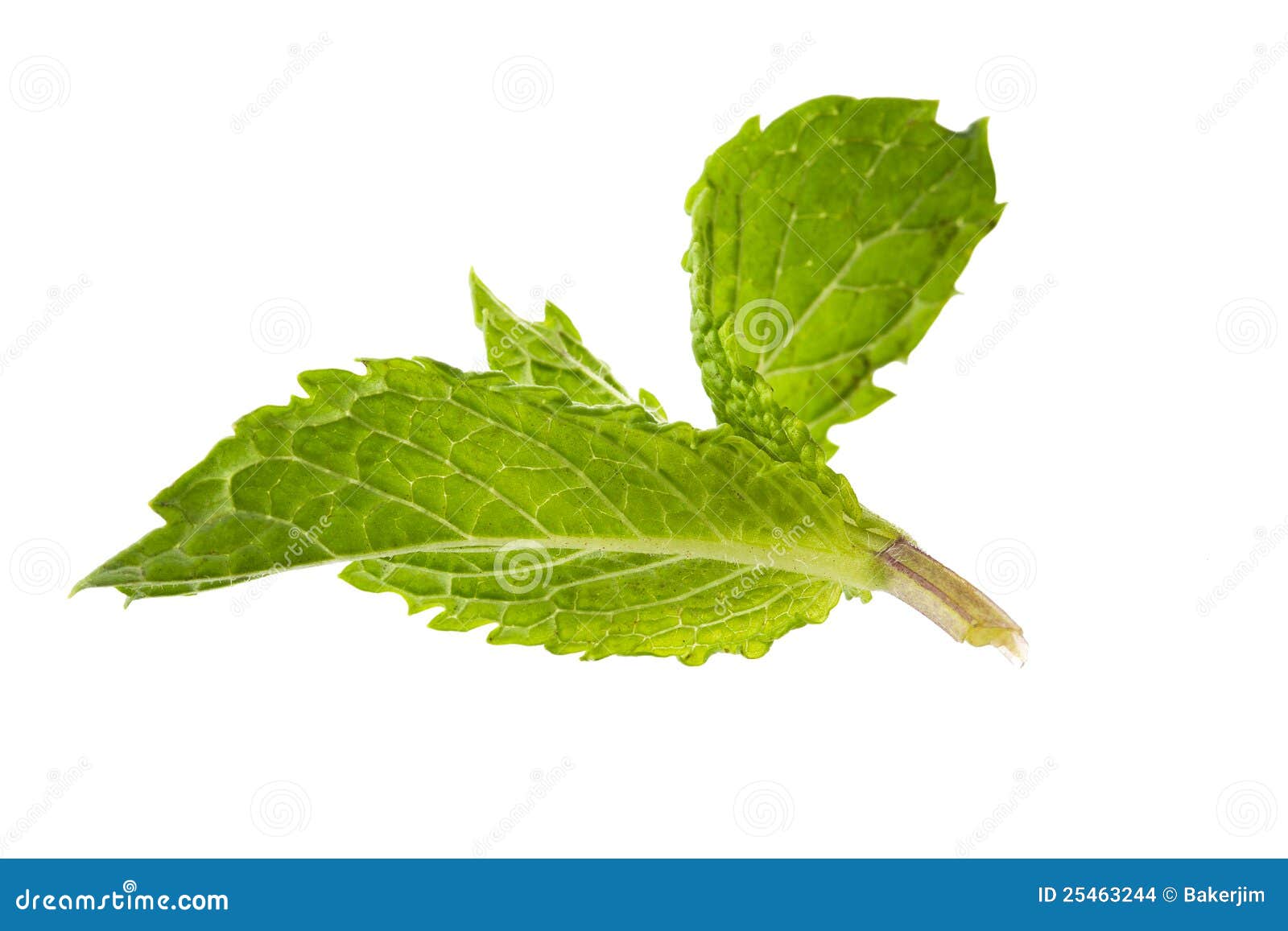 Aroma mint leaves stock photo. Image of organic, spice 25463244