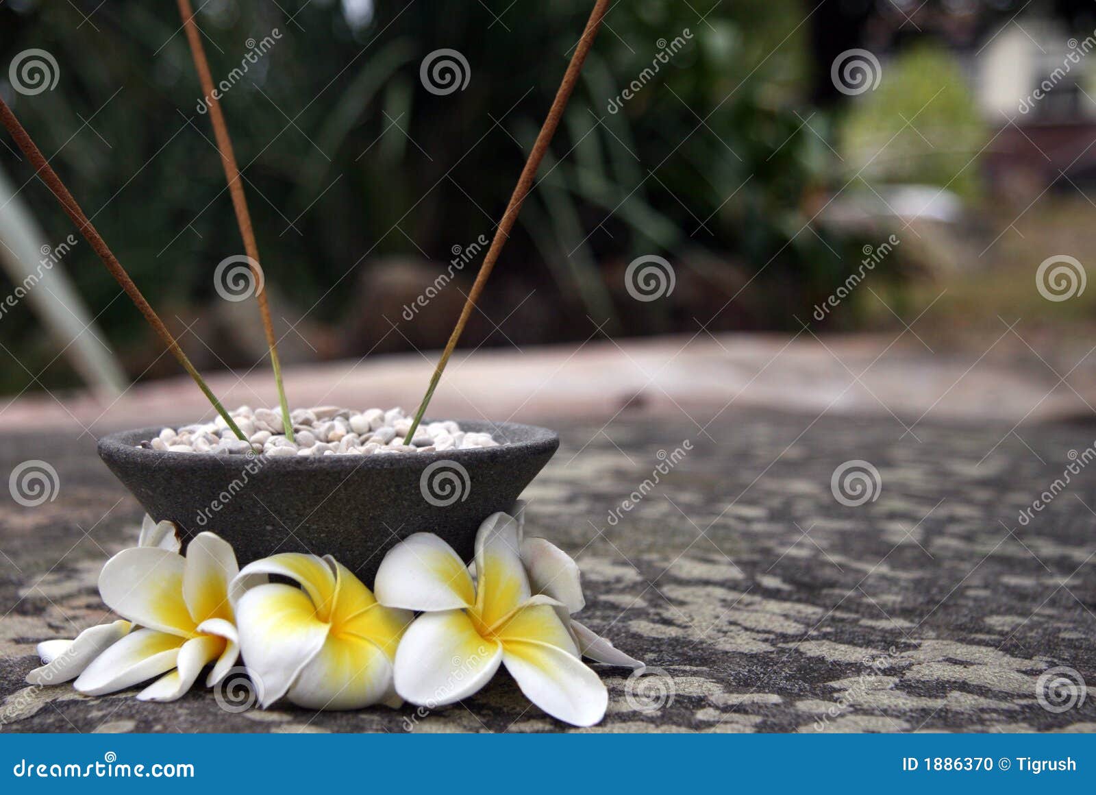 Aromatherapy Sticks and Magnolia Flowers Stock Photo Image of flower