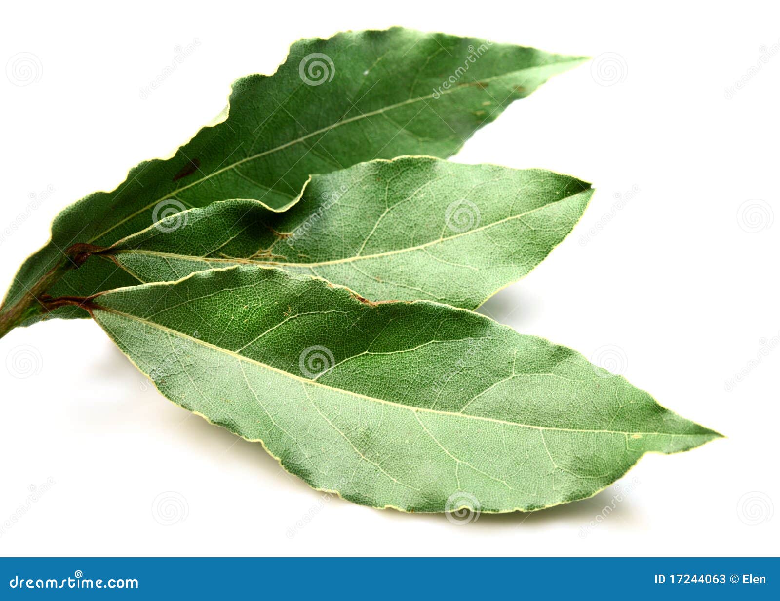 Aromatic Bay Leaves ( Laurel ) Stock Image Image of herbs, laurel