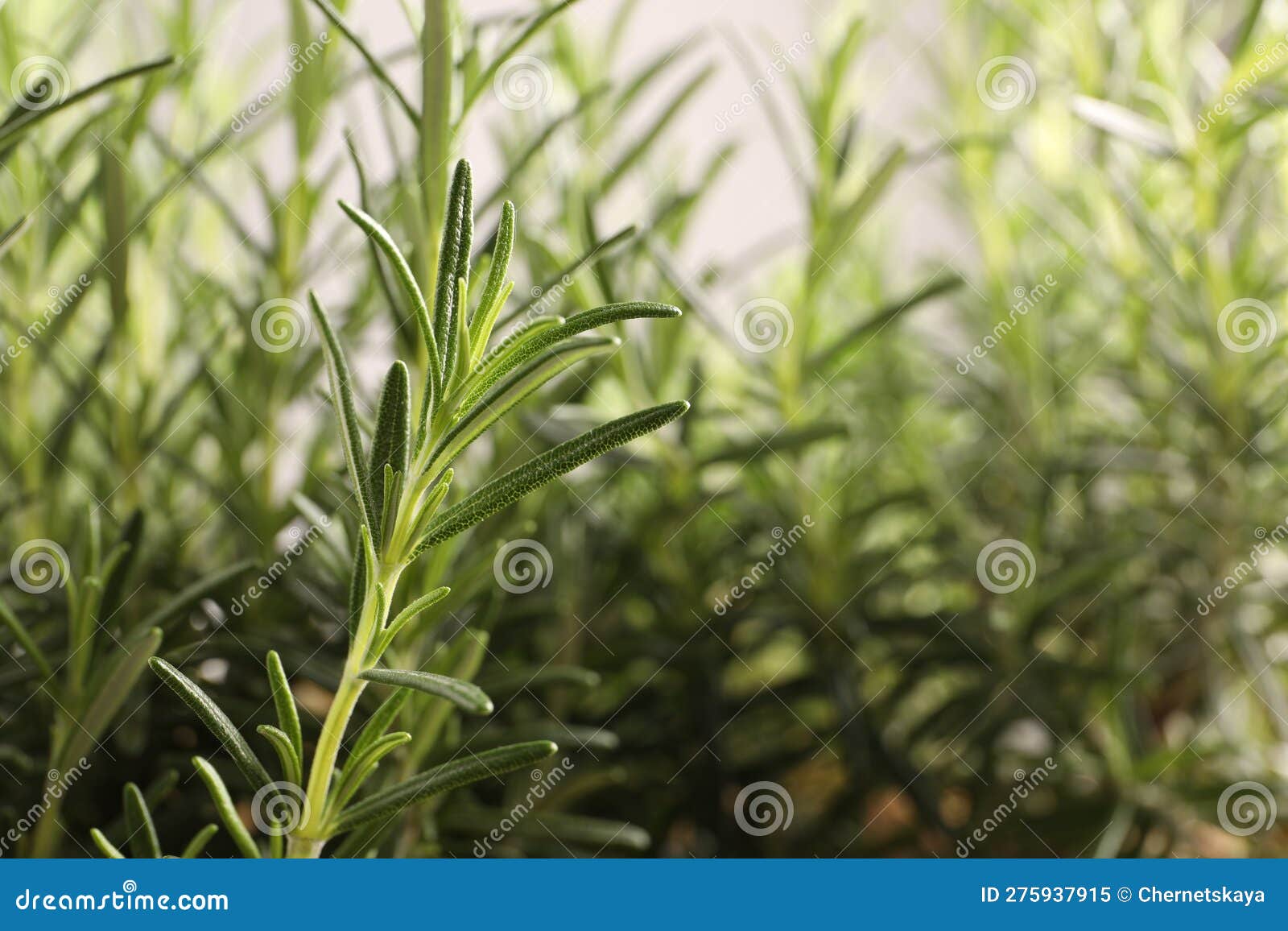 Aromatic Green Rosemary on Light Gray Background, Closeup. Space for