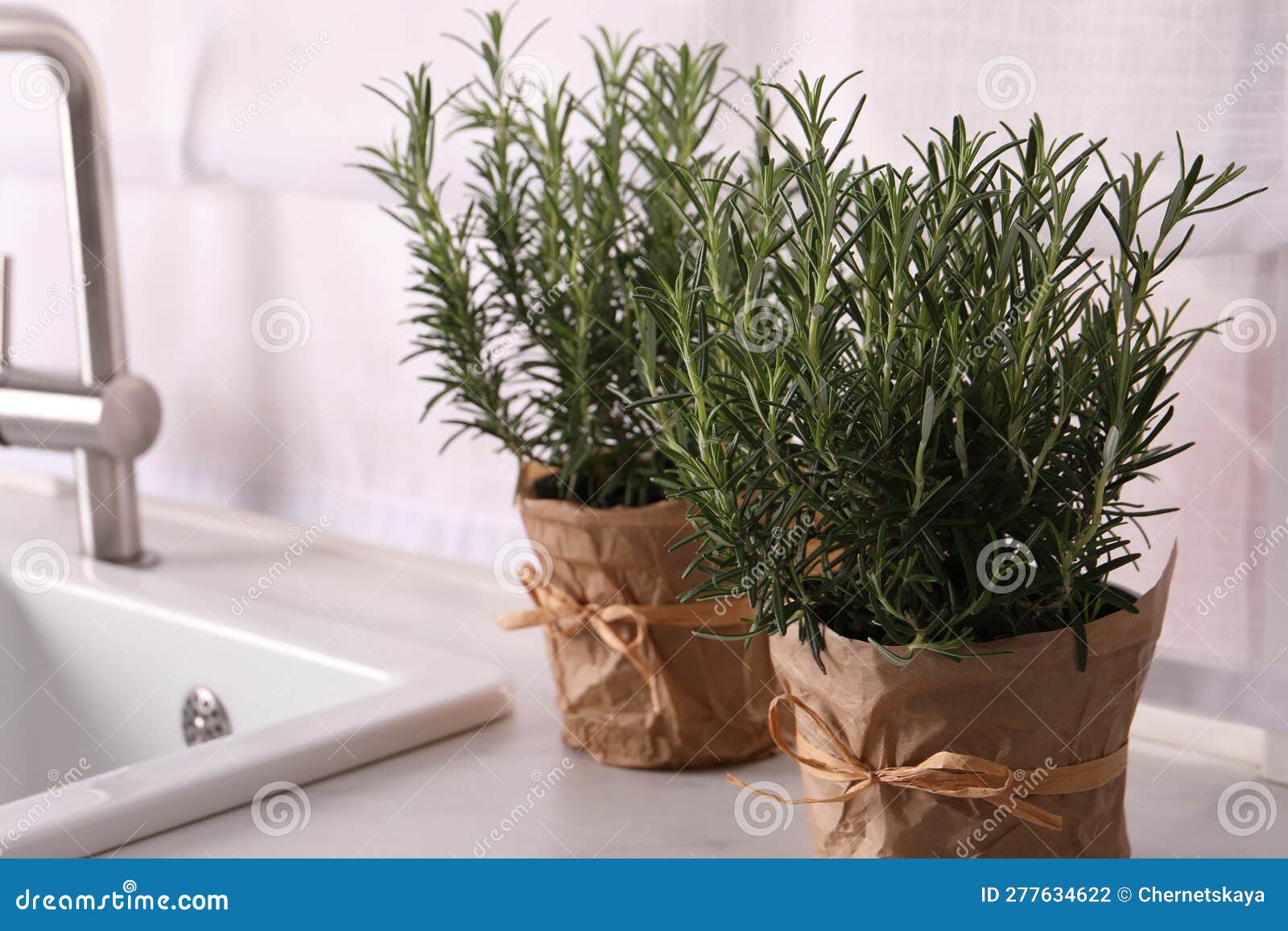 Aromatic Green Rosemary in Pots on White Countertop Stock Photo Image