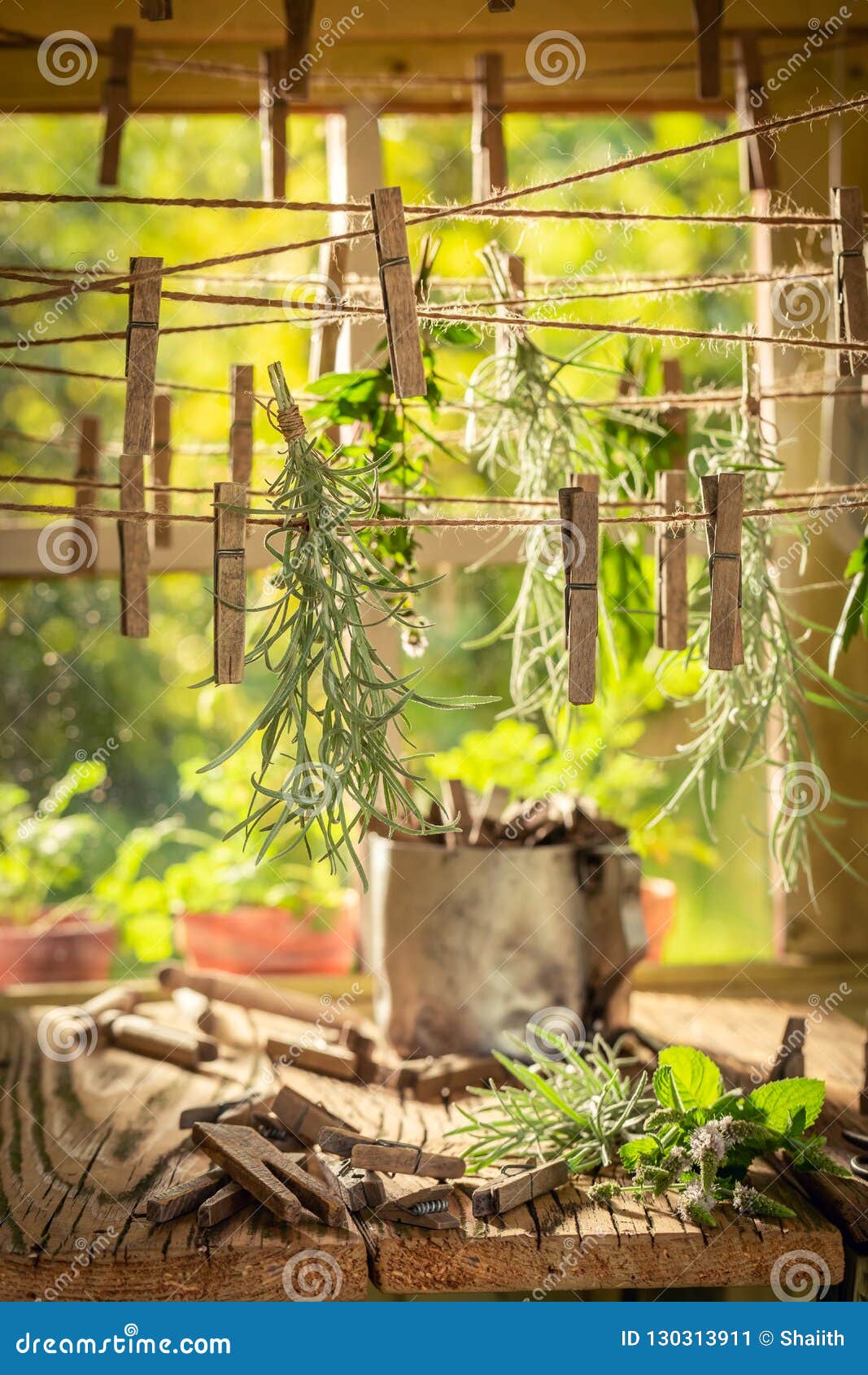 Aromatic Herbal Dryer with Herbs Dried on Laundry Lines Stock Image