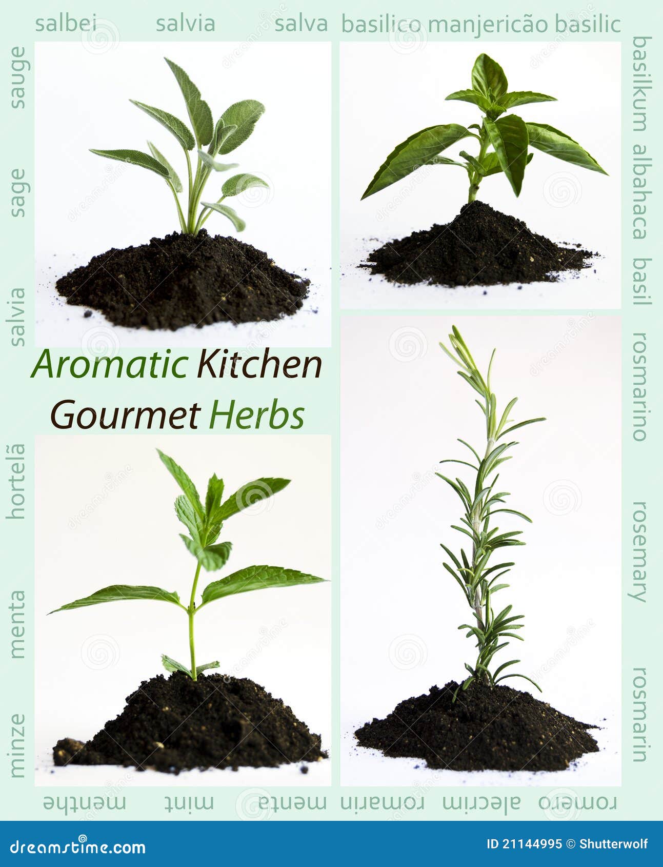Aromatic herbs stock