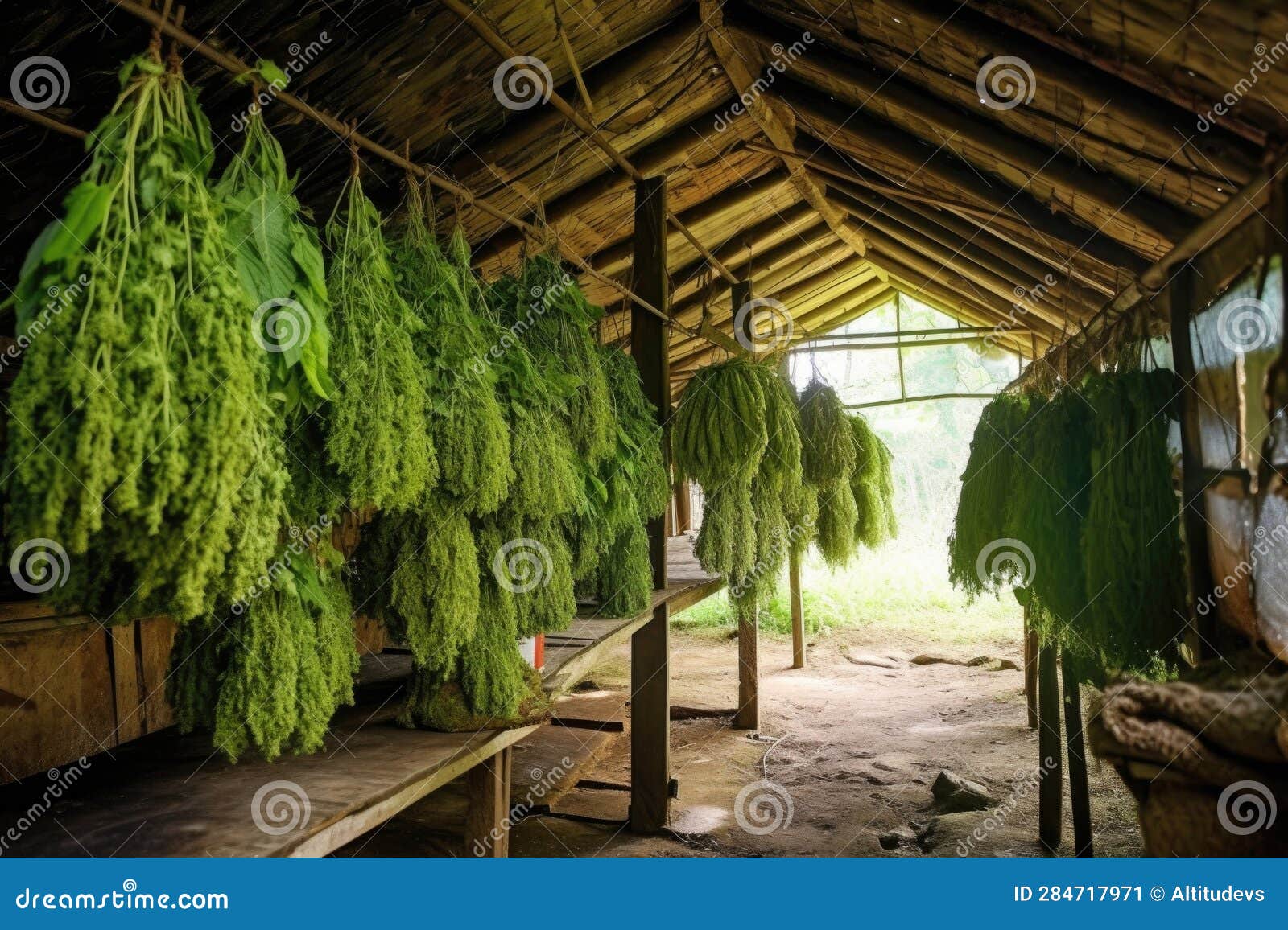 Aromatic Herbs Drying in a Wellventilated Shed Stock Image Image of