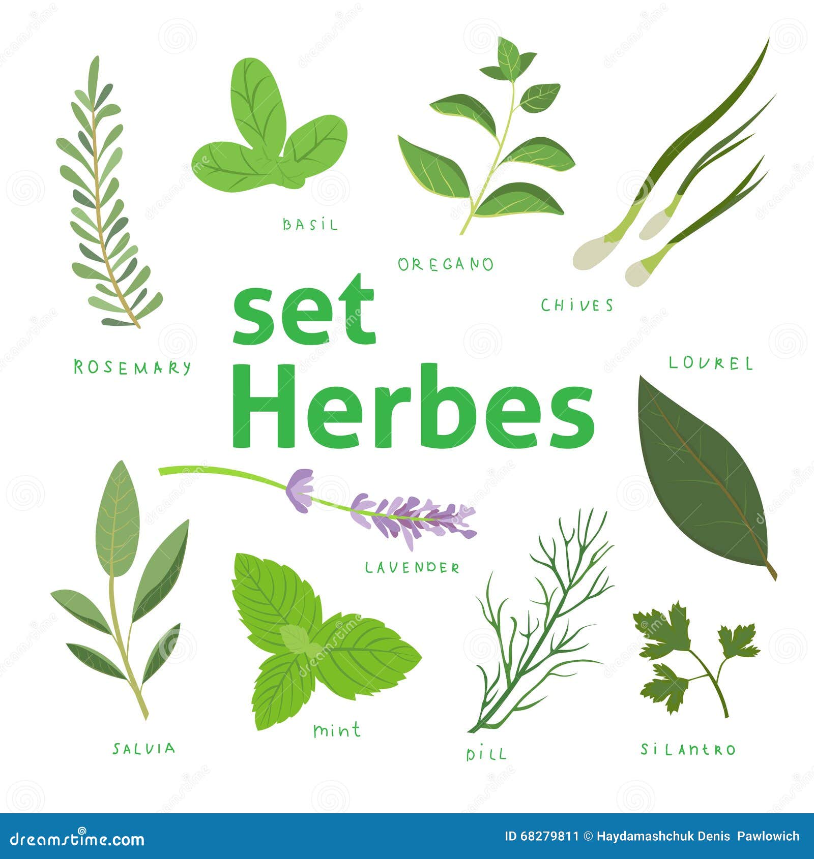 Aromatic Herbs Set. Fresh Herbs and Spices Set. Vector Illustration