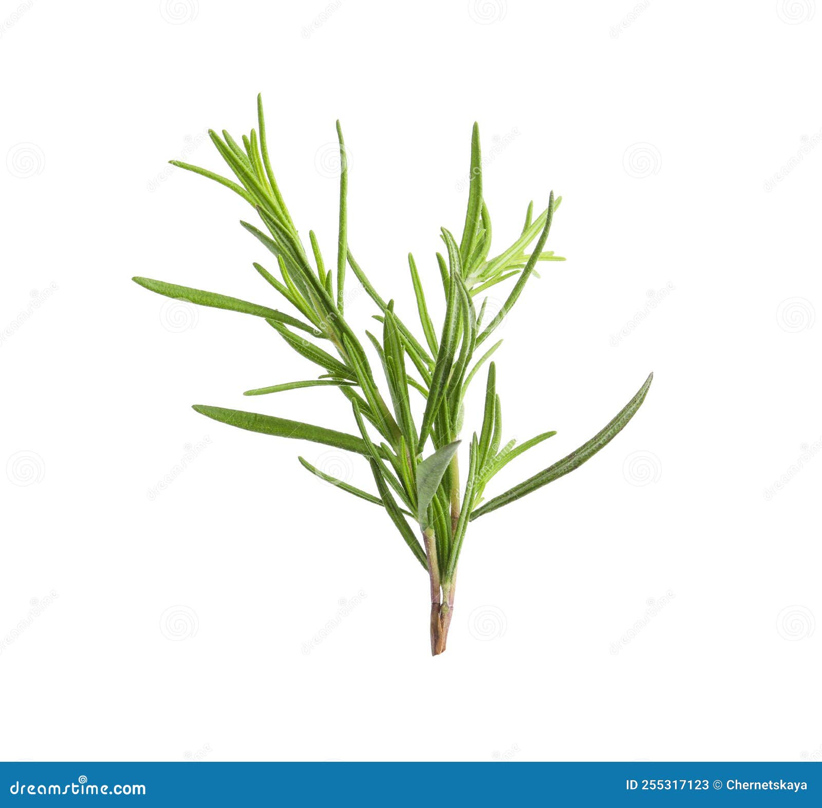 Aromatic Rosemary Sprig Isolated on White. Fresh Herb Stock Image Image of aroma, food 255317123
