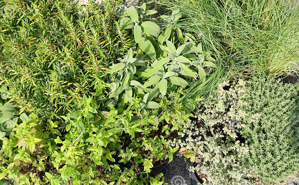 Aromatische Pflanzen Der Mediterranen Tradition Wie Salbei Und