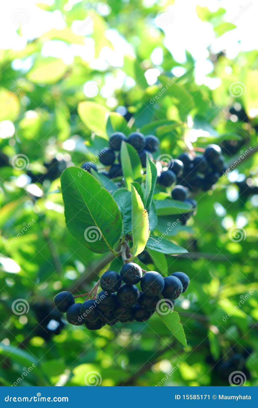 Aronia shrub stock image. Image of fresh, bunch, antioxidant 15585171