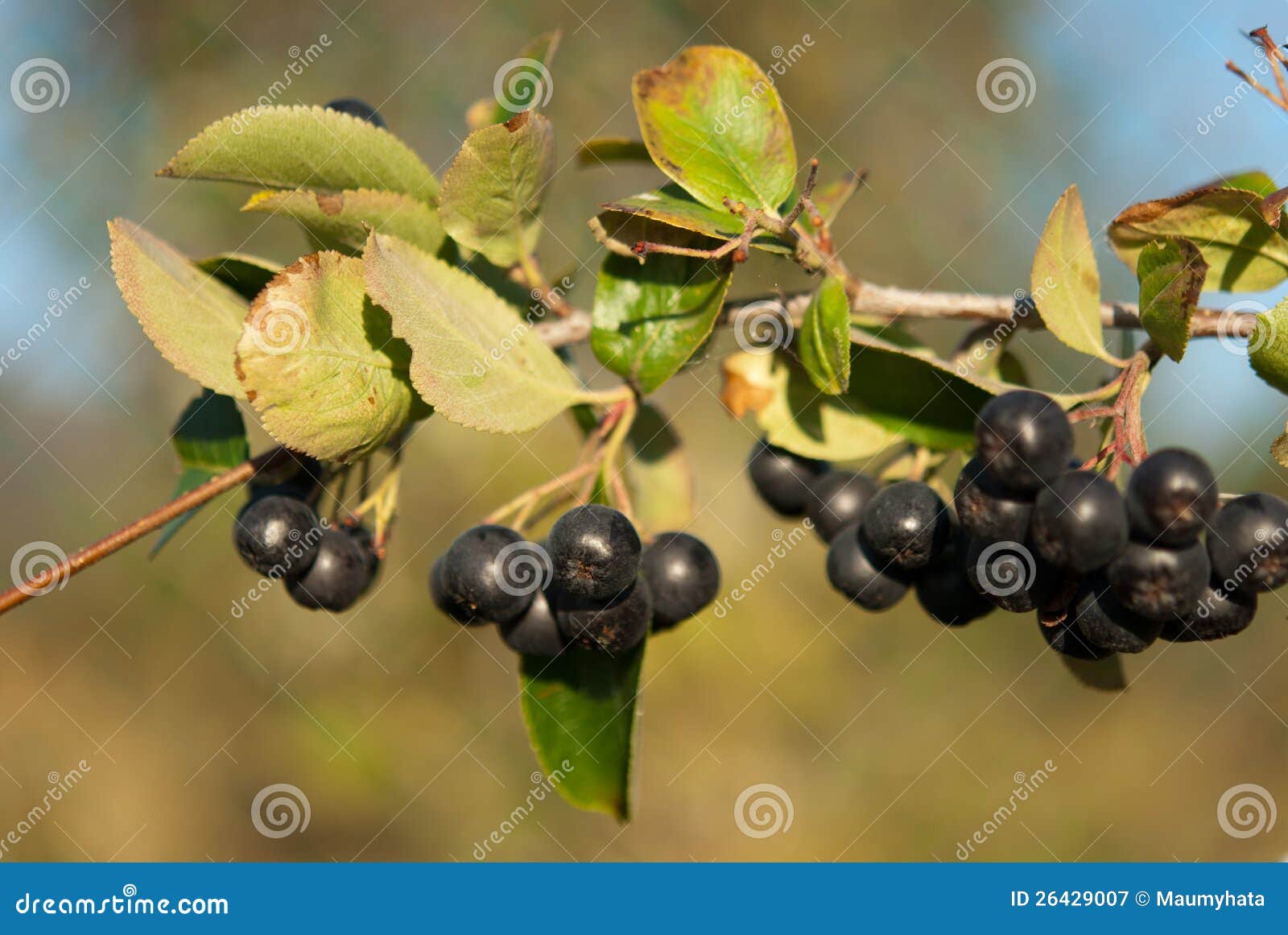 Aronia shrub stock image. Image of black, crop, greenery 26429007