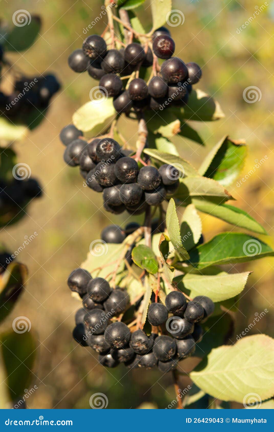 Aronia shrub stock image. Image of leaf, blueberries 26429043