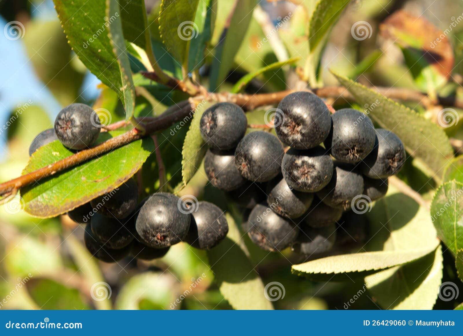 Aronia shrub stock photo. Image of round, outside, plant 26429060