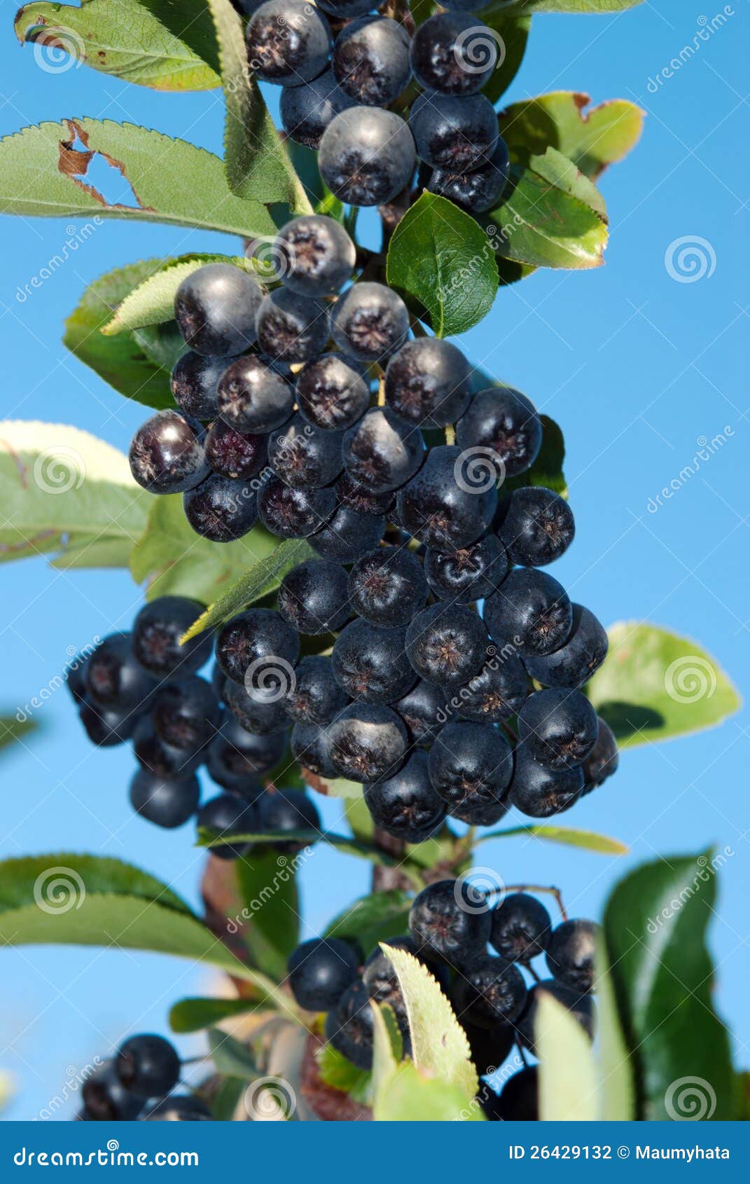 Aronia shrub stock photo. Image of aronia, produce, close 26429132