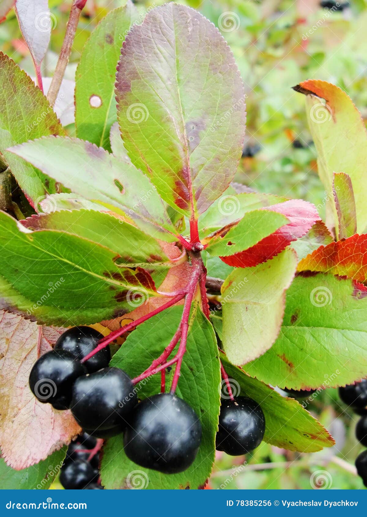 Aronia στενό σε επάνω δέντρων. Η μαύρη ανάπτυξη κυδωνιών μούρων aronia βουρτσίζει και κρυμμένο πράσινο φύλλωμα στους κλάδους ενός θάμνου στα ρωσικά που καλλιεργούνται τον κήπο το πρώιμο φθινόπωρο aronia ή chokeberry & x28 lat aronia melanocarpa& x29  â€» ένα είδος οπωρωφόρων δέντρων ή θάμνων του γένους aronia στη ροδαλή οικογένεια το aronia αυξάνεται ως τρόφιμα, διακοσμητικός & x28 τοπίο design& x29  και ιατρικός θάμνος