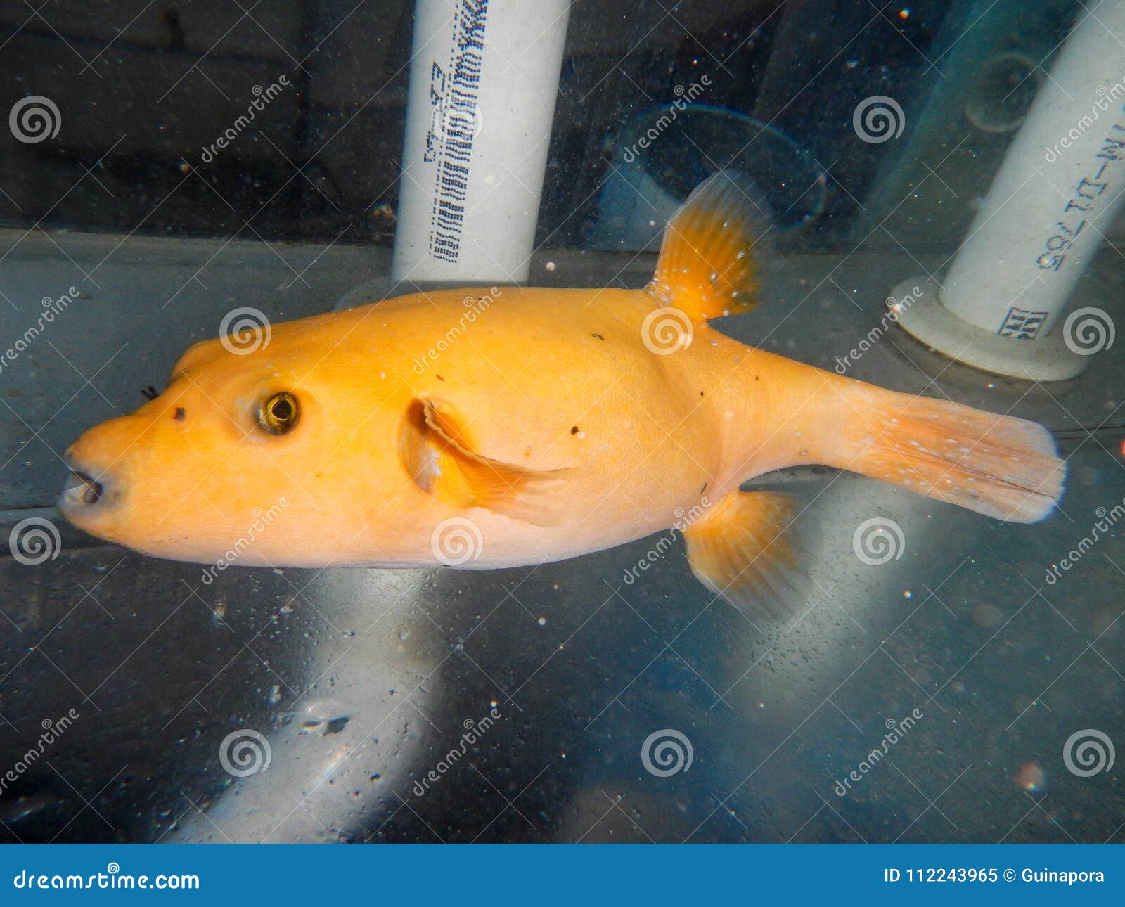 golden pufferfish