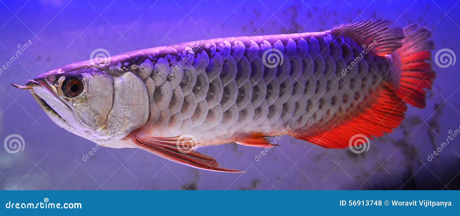 Arowana business plan