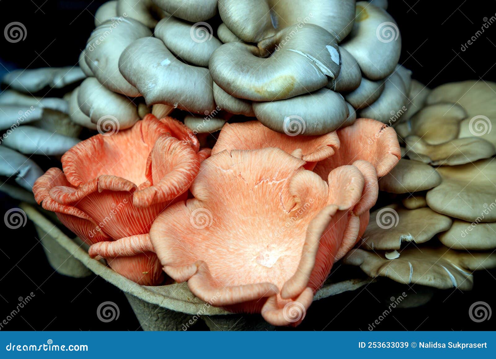 Pink Oyster Mushroom stock image. Image of food, mushroom 253633039