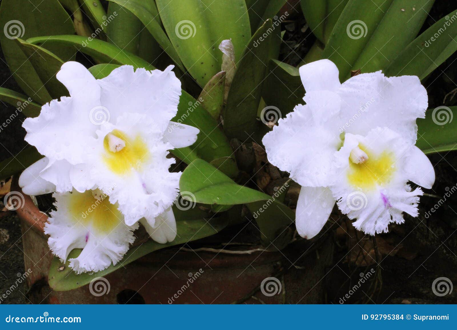 Arranjo Da Flor Branca Grande Da Orquídea Foto de Stock - Imagem de roxo,  hibisco: 92795384