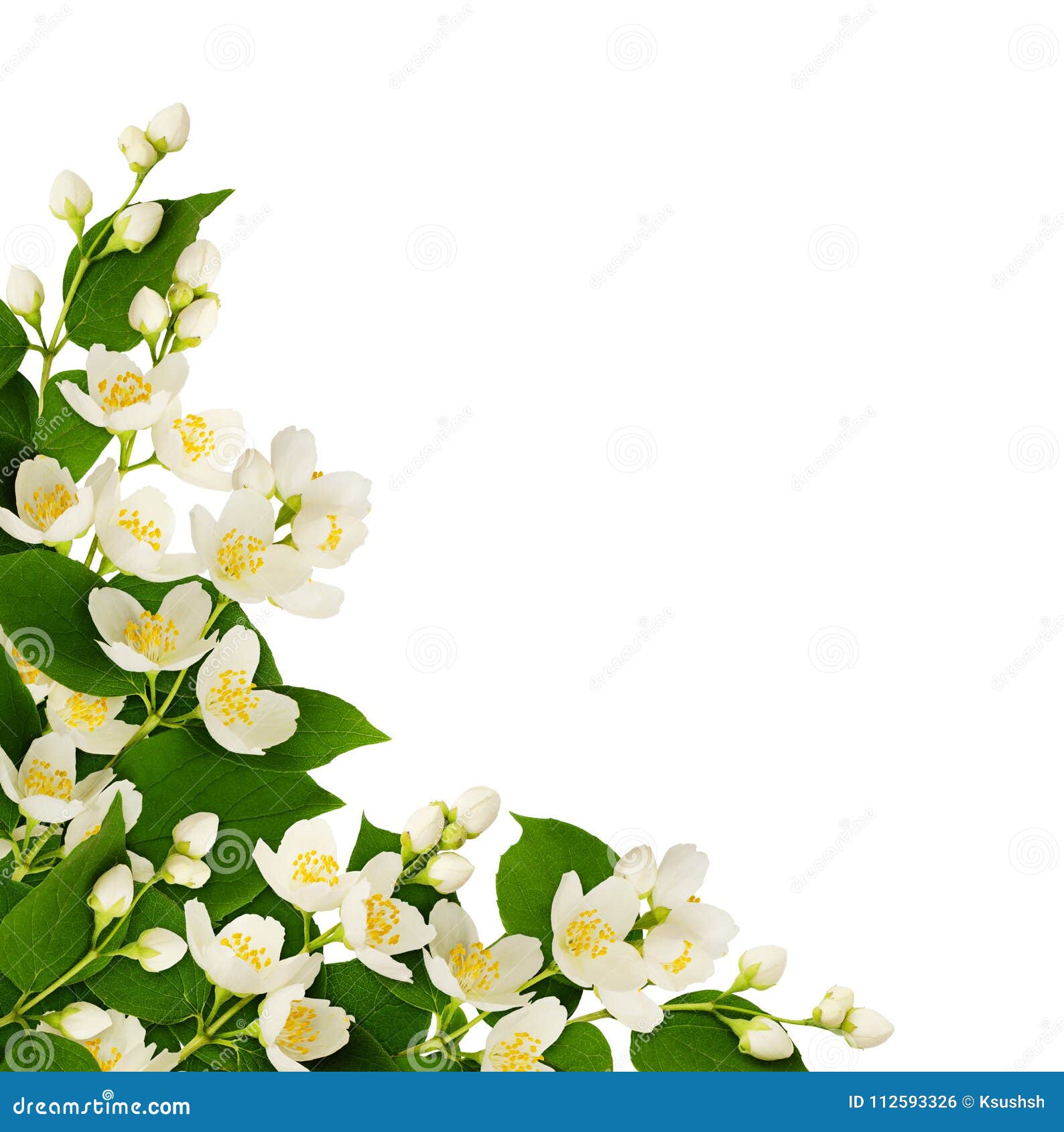 Arranjo De Canto Com Flores E Folhas Do Jasmim Foto de Stock - Imagem de  planta, mola: 112593326