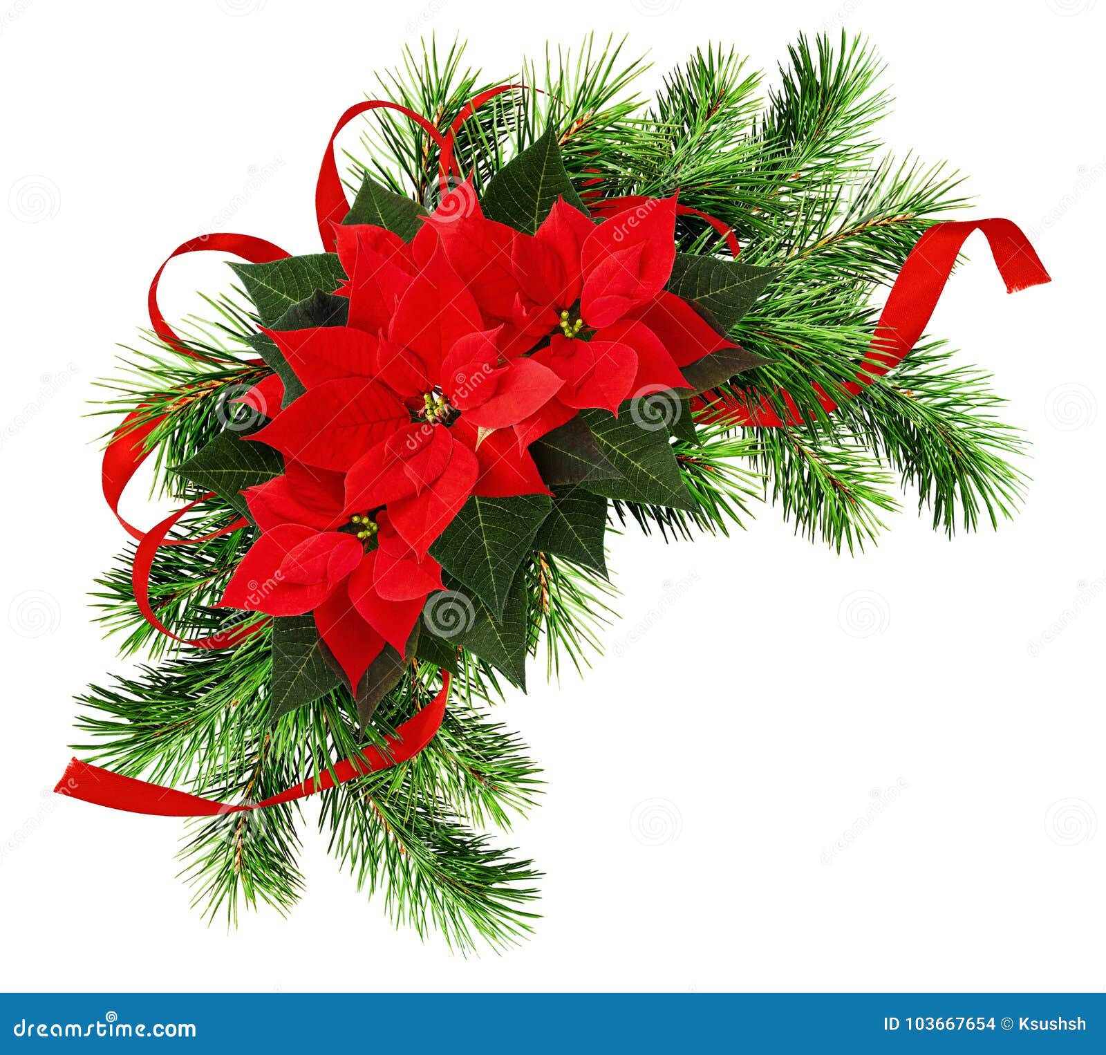 Arreglo De La Navidad Con Las Ramitas Del Pino, Las Flores De La Poinsetia Y El Re Foto de archivo - Imagen de cierre, navidad: 103667654 Arreglo De La Navidad Con Las Ramitas Del Pino, Las Flores De La Poinsetia Y El Re Foto de archivo - Imagen de cierre, navidad: 103667654