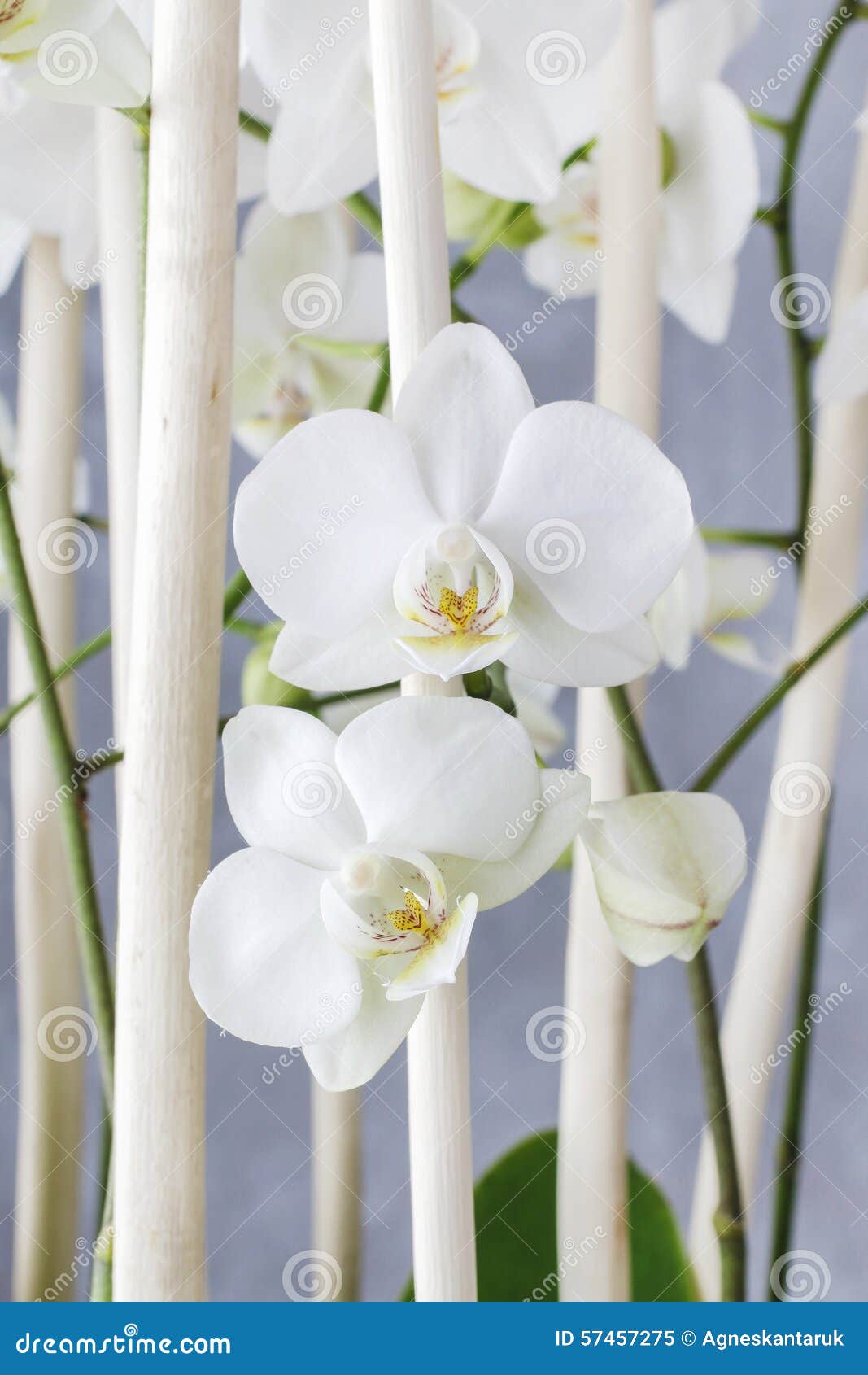 Arreglo Floral Con Las Orquídeas Blancas Imagen de archivo - Imagen de  aniversario, flora: 57457275