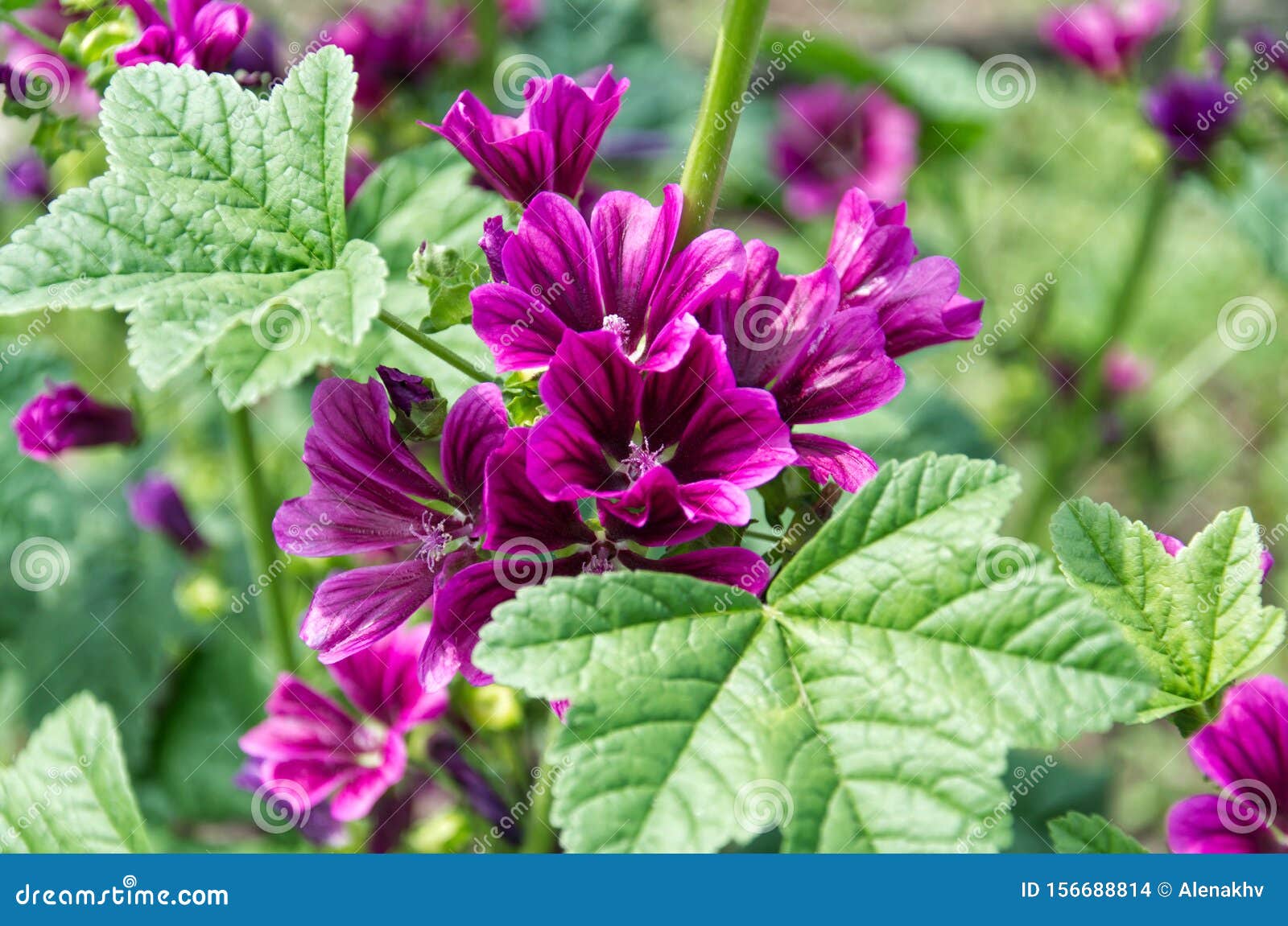 Arrière-plan Floral De Grandes Fleurs Violettes De Mauve De Hollyhock Avec  Feuilles Vertes Mâle Musqué En Fleurs Dans Le Jardin D Photo stock - Image  du fermer, marron: 156688814