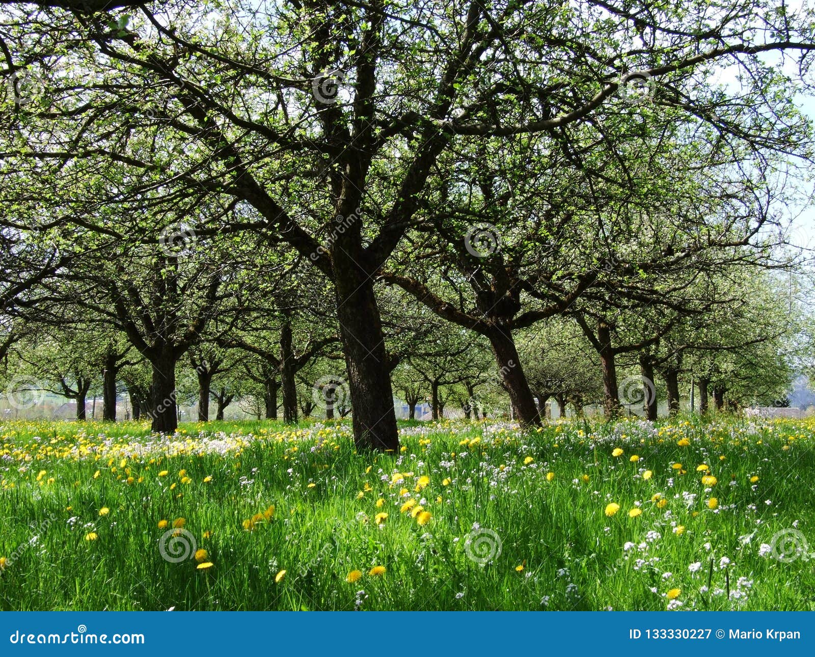 Arrival of Spring and Awakening of Nature Stock Image - Image of