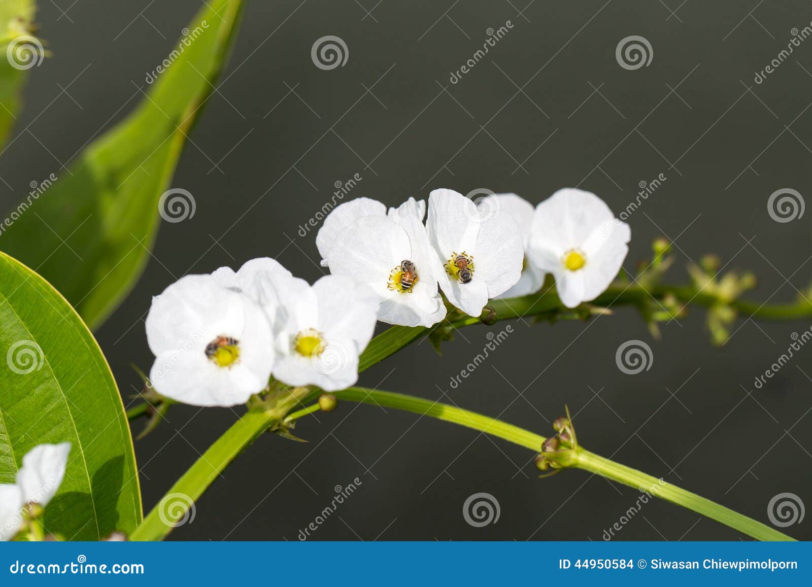 arrow head ame son flower with bee