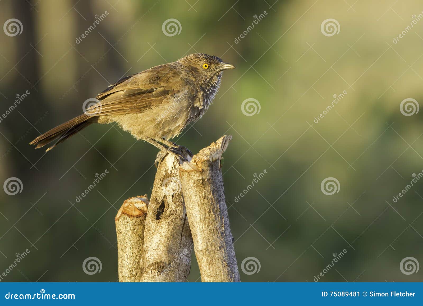 arrow-marked babbler perched