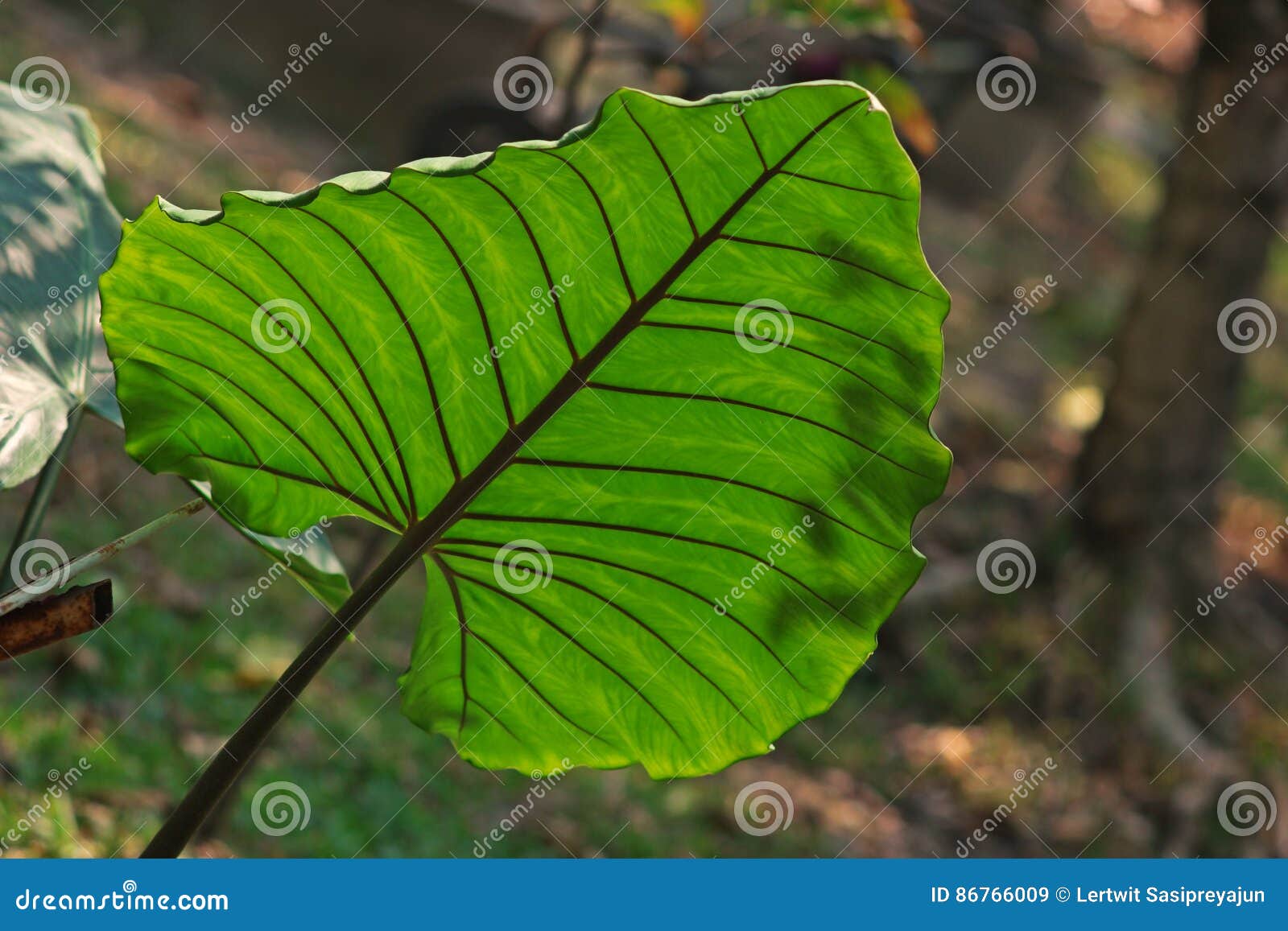 Arrowleaf Elephant Ear,tropical Flowering Plant Stock Image Image of