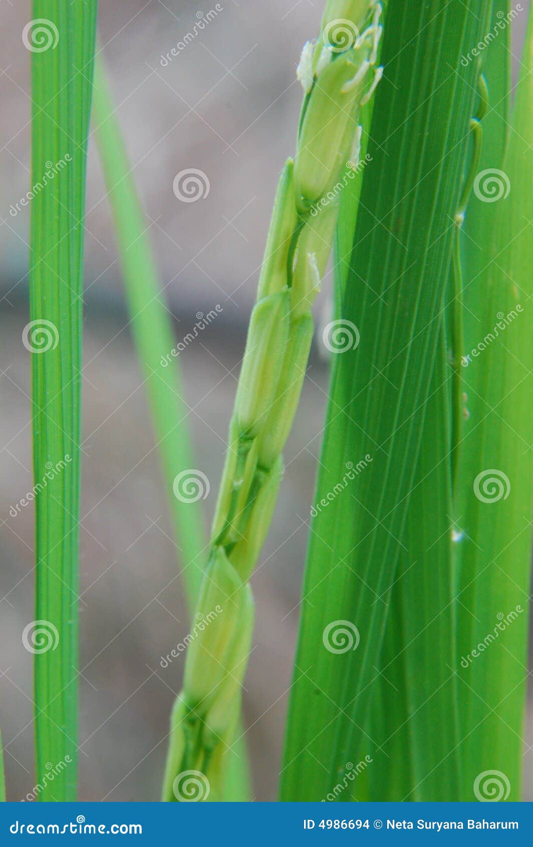 Planta del arroz - aquí es de adonde el arroz viene. El que está en la foto es todavía verde; no aliste para ser cosechado todavía.