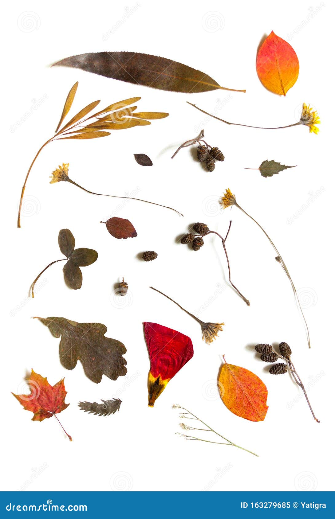Artículos Del Herbario Semillas De árbol, Hojas Y Flores Silvestres Secas  Imagen de archivo - Imagen de aislado, macro: 163279685