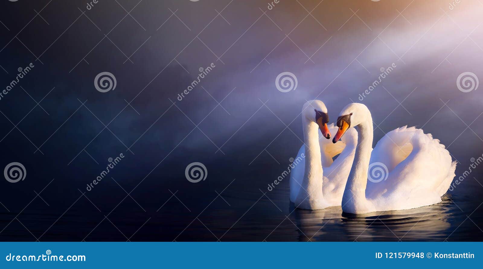 art beautiful romance landscape; love couple white swan